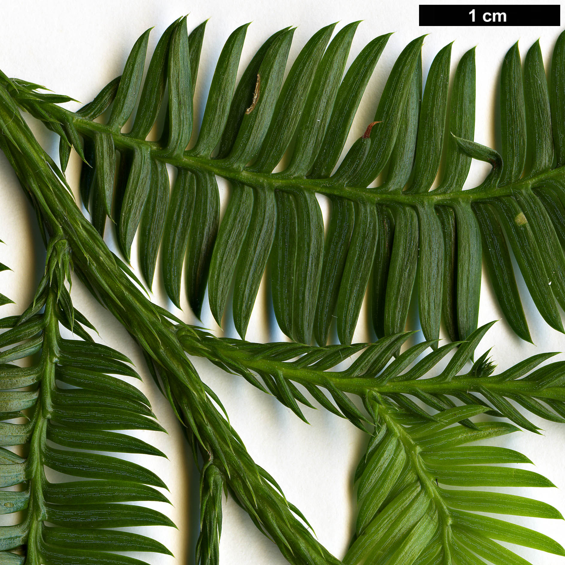 High resolution image: Family: Podocarpaceae - Genus: Dacrycarpus - Taxon: imbricatus