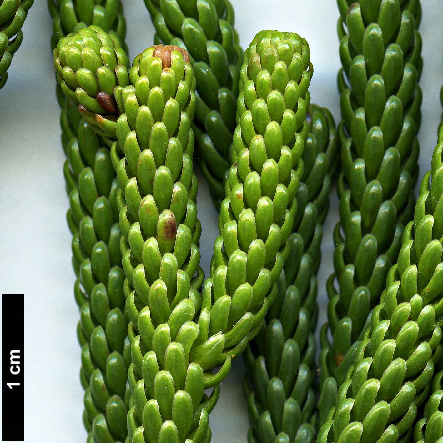 High resolution image: Family: Podocarpaceae - Genus: Dacrydium - Taxon: araucarioides