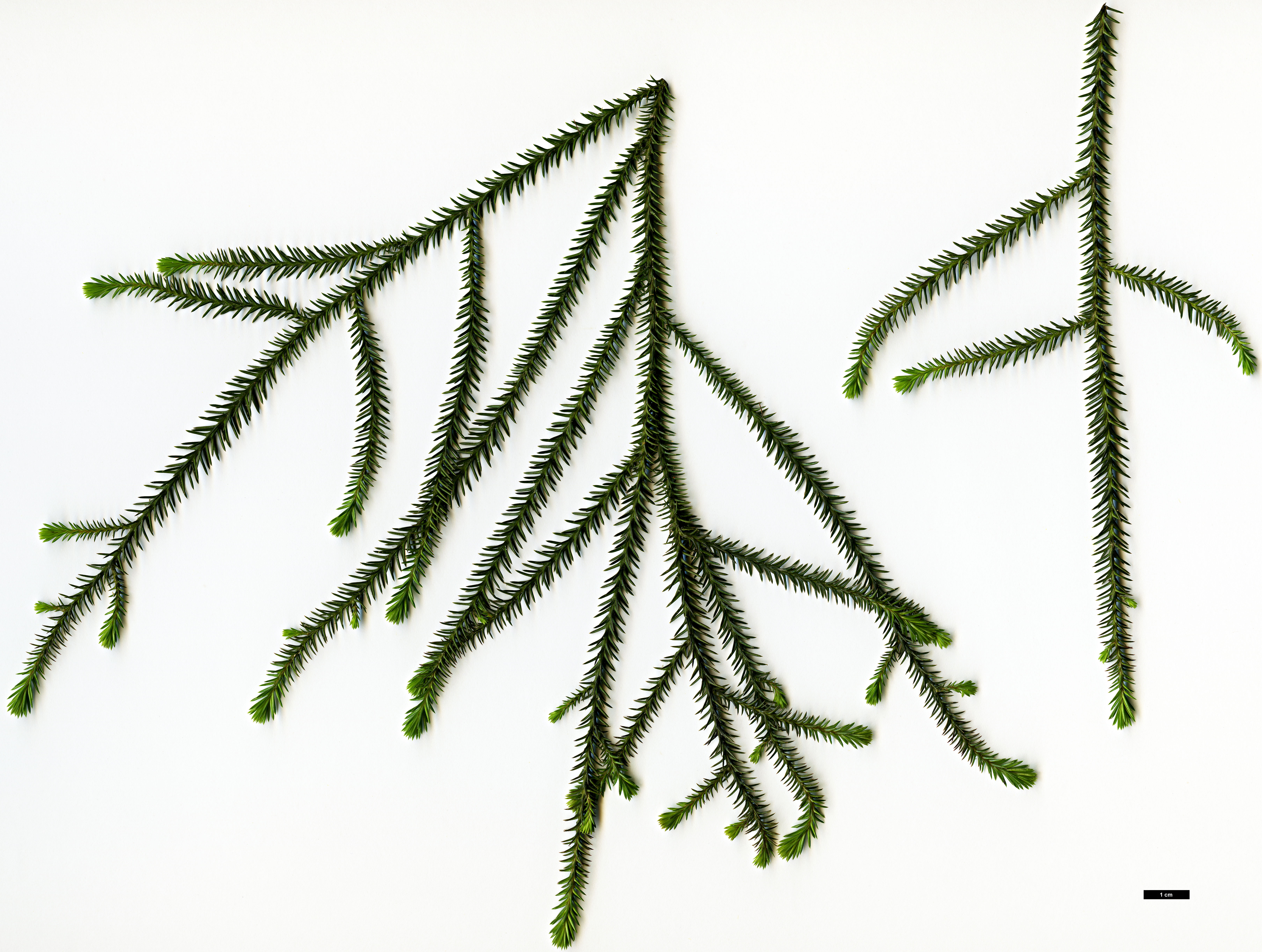 High resolution image: Family: Podocarpaceae - Genus: Dacrydium - Taxon: cupressinum