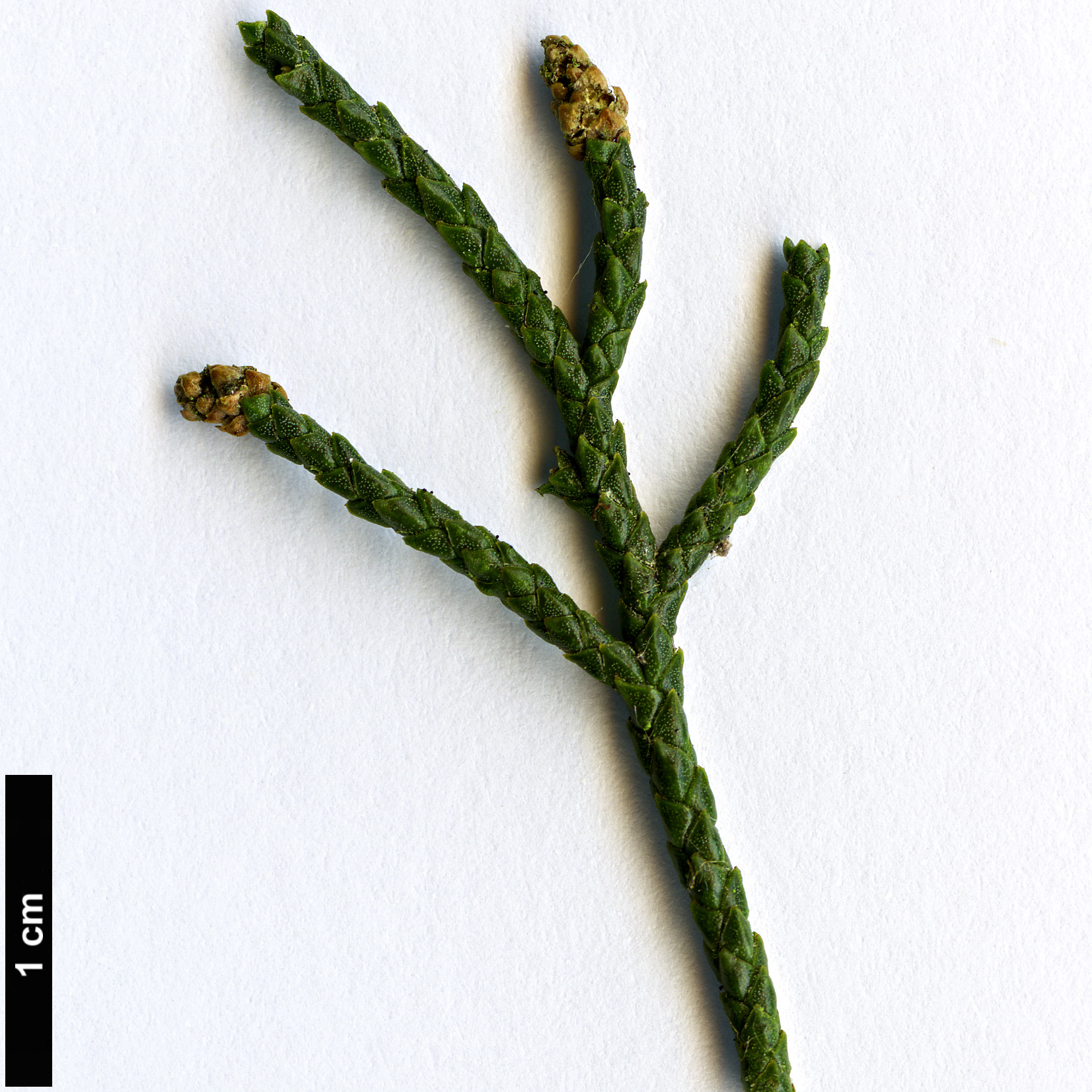 High resolution image: Family: Podocarpaceae - Genus: Manoao - Taxon: colensoi