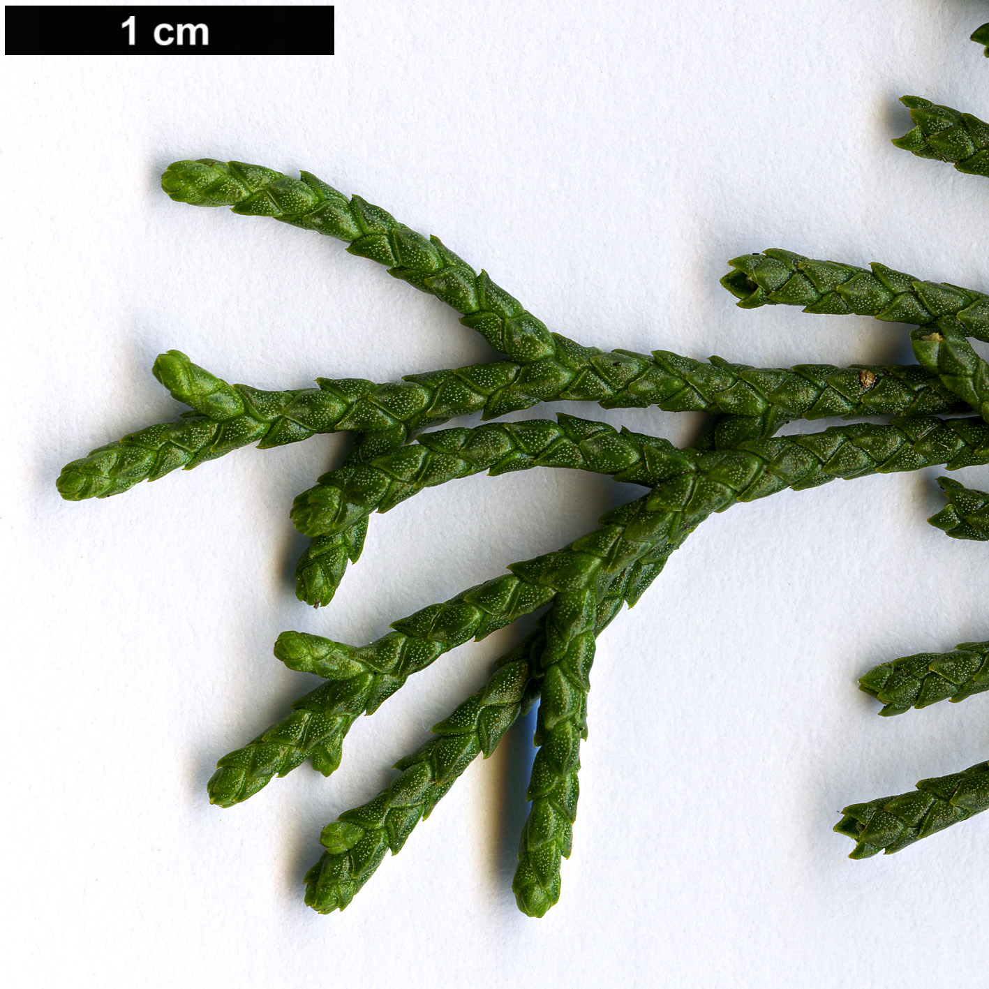 High resolution image: Family: Podocarpaceae - Genus: Manoao - Taxon: colensoi