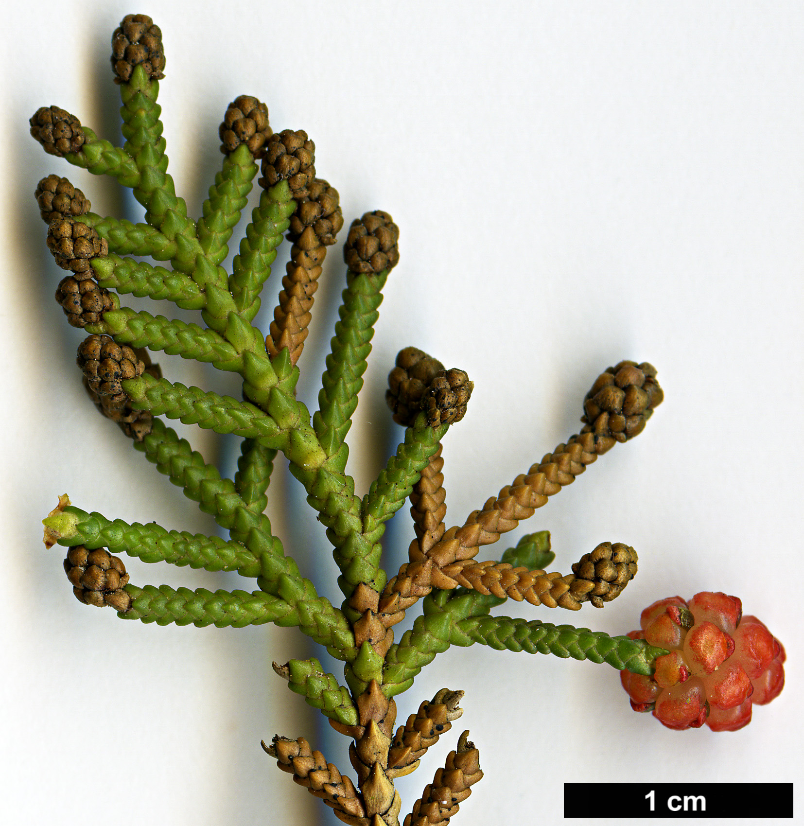 High resolution image: Family: Podocarpaceae - Genus: Microcachrys - Taxon: tetragona