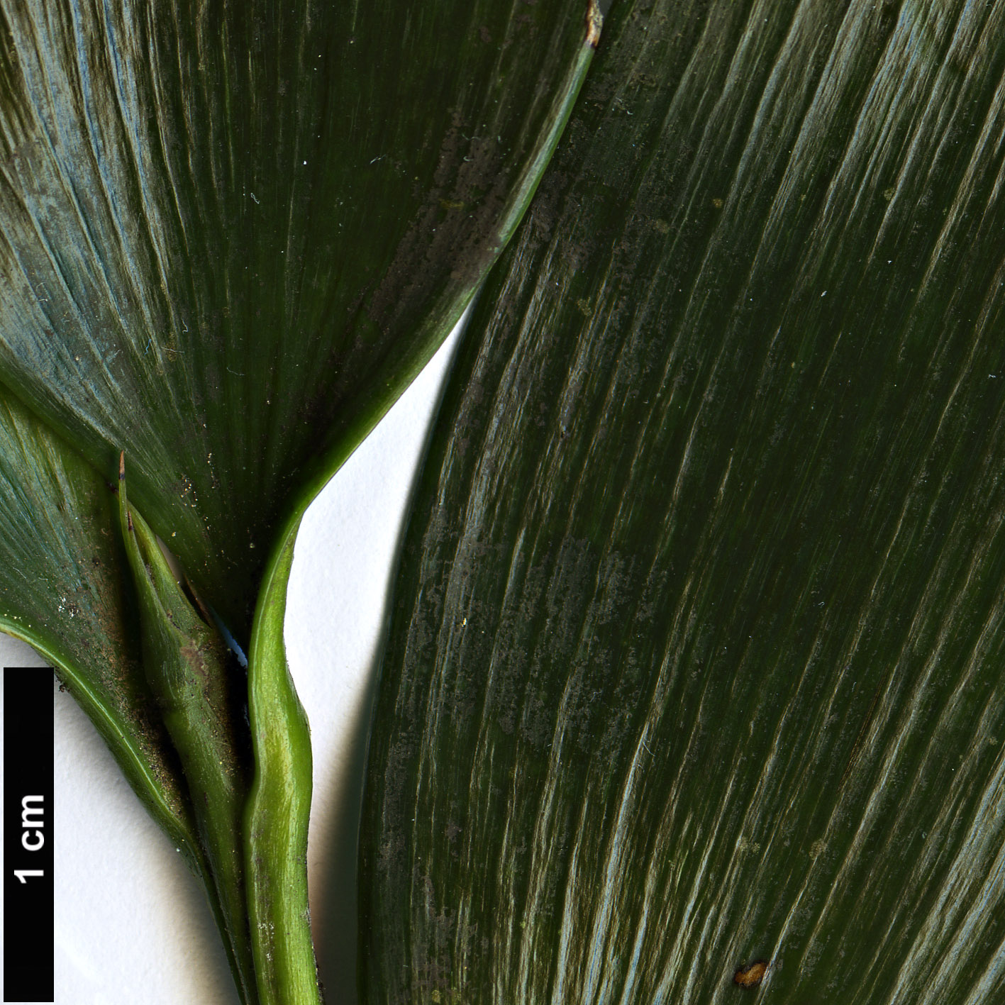 High resolution image: Family: Podocarpaceae - Genus: Nageia - Taxon: fleuryi