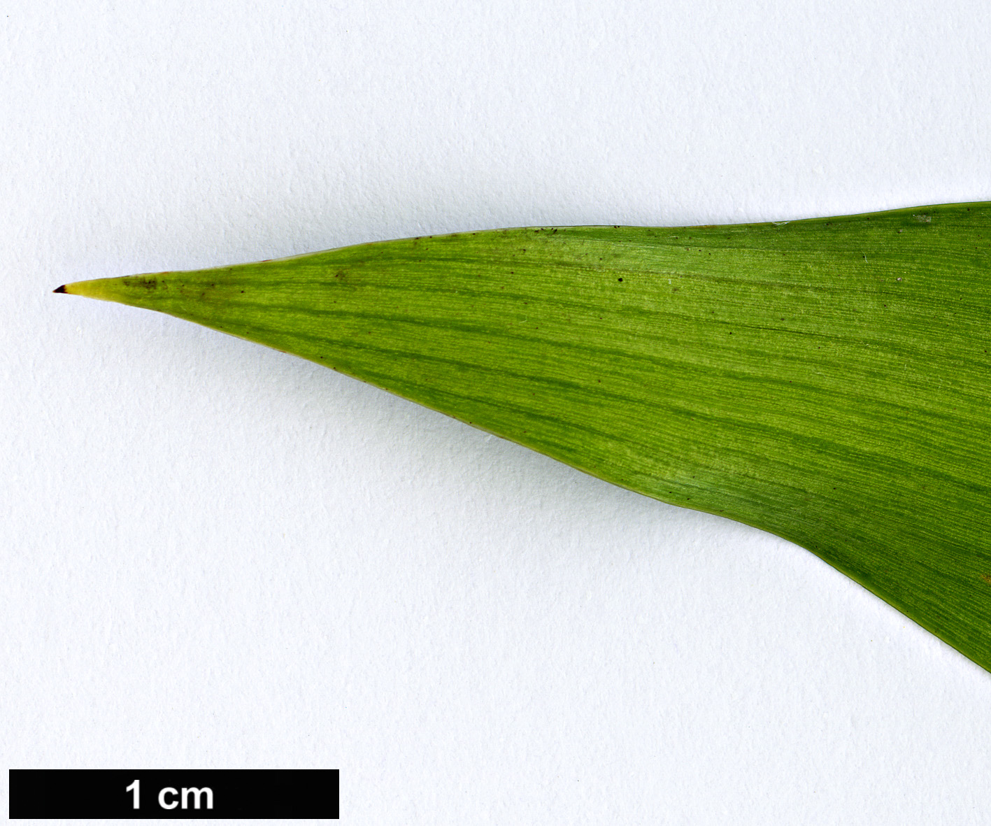High resolution image: Family: Podocarpaceae - Genus: Nageia - Taxon: fleuryi
