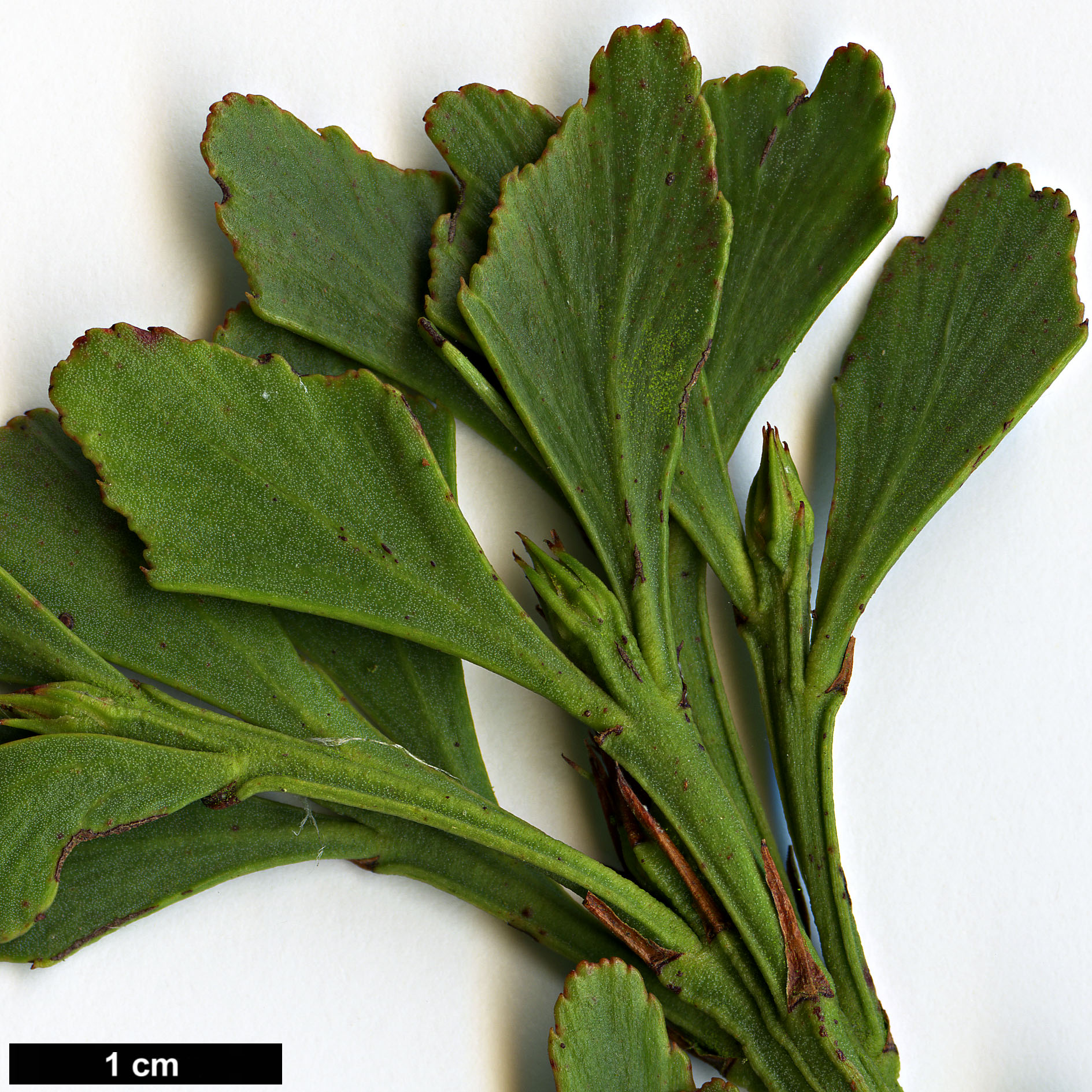 High resolution image: Family: Podocarpaceae - Genus: Phyllocladus - Taxon: aspleniifolius