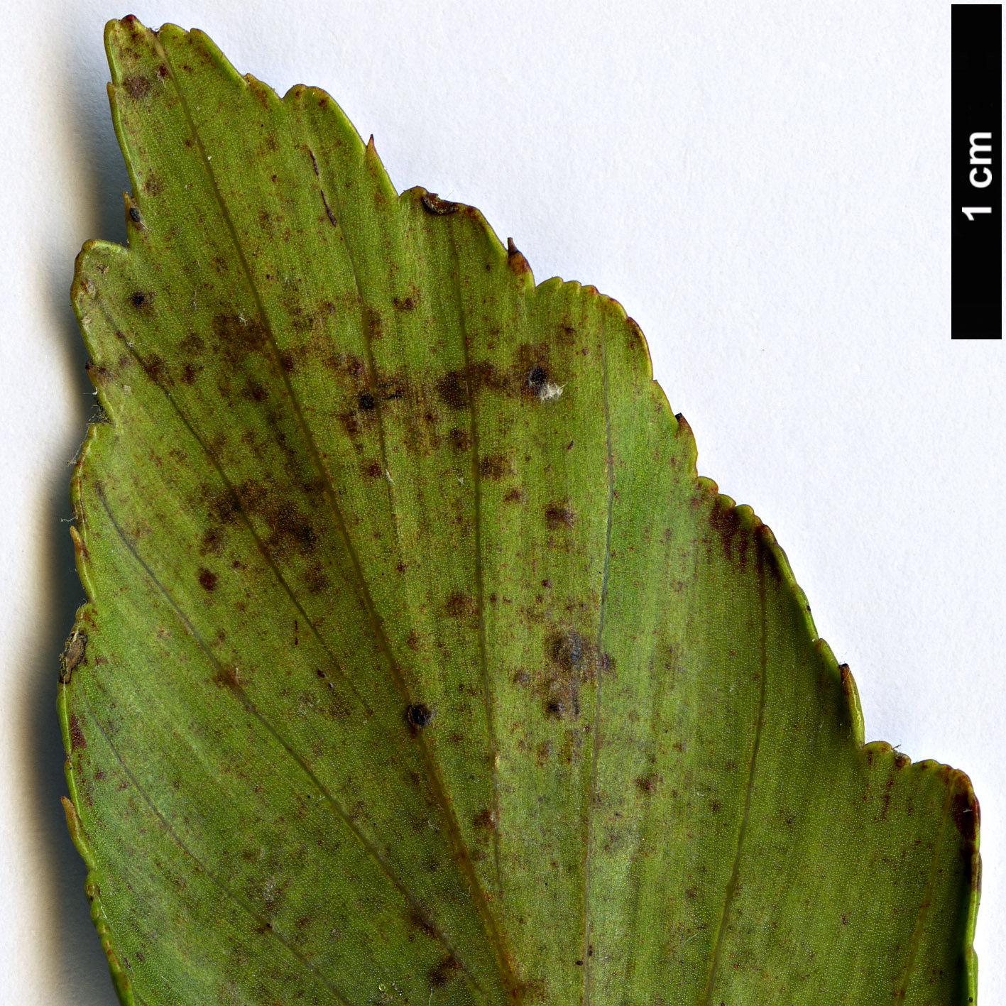 High resolution image: Family: Podocarpaceae - Genus: Phyllocladus - Taxon: hypophyllus