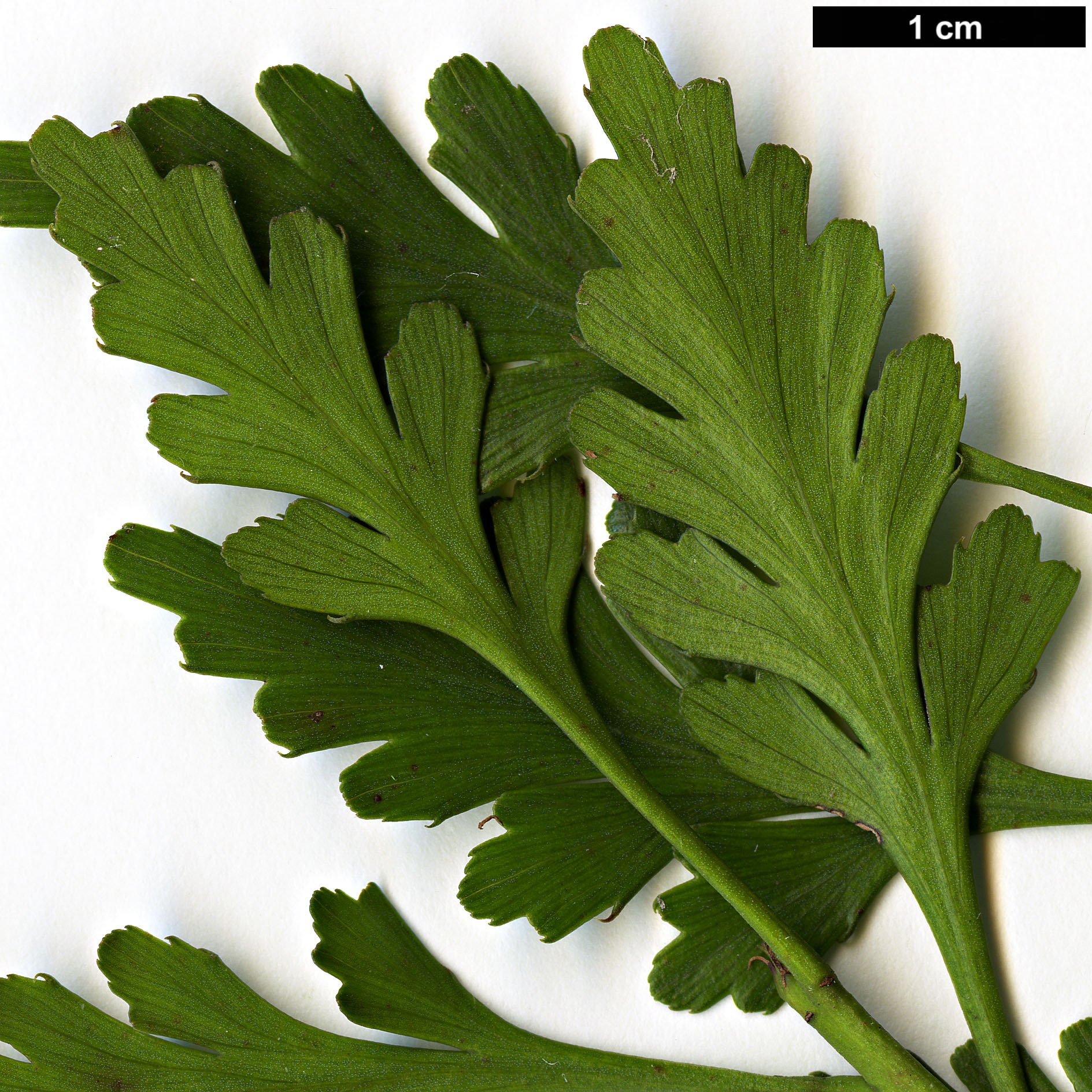 High resolution image: Family: Podocarpaceae - Genus: Phyllocladus - Taxon: trichomanoides