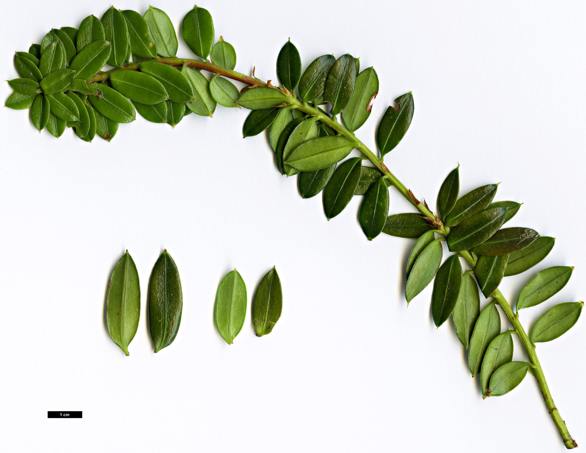 High resolution image: Family: Podocarpaceae - Genus: Podocarpus - Taxon: brassii
