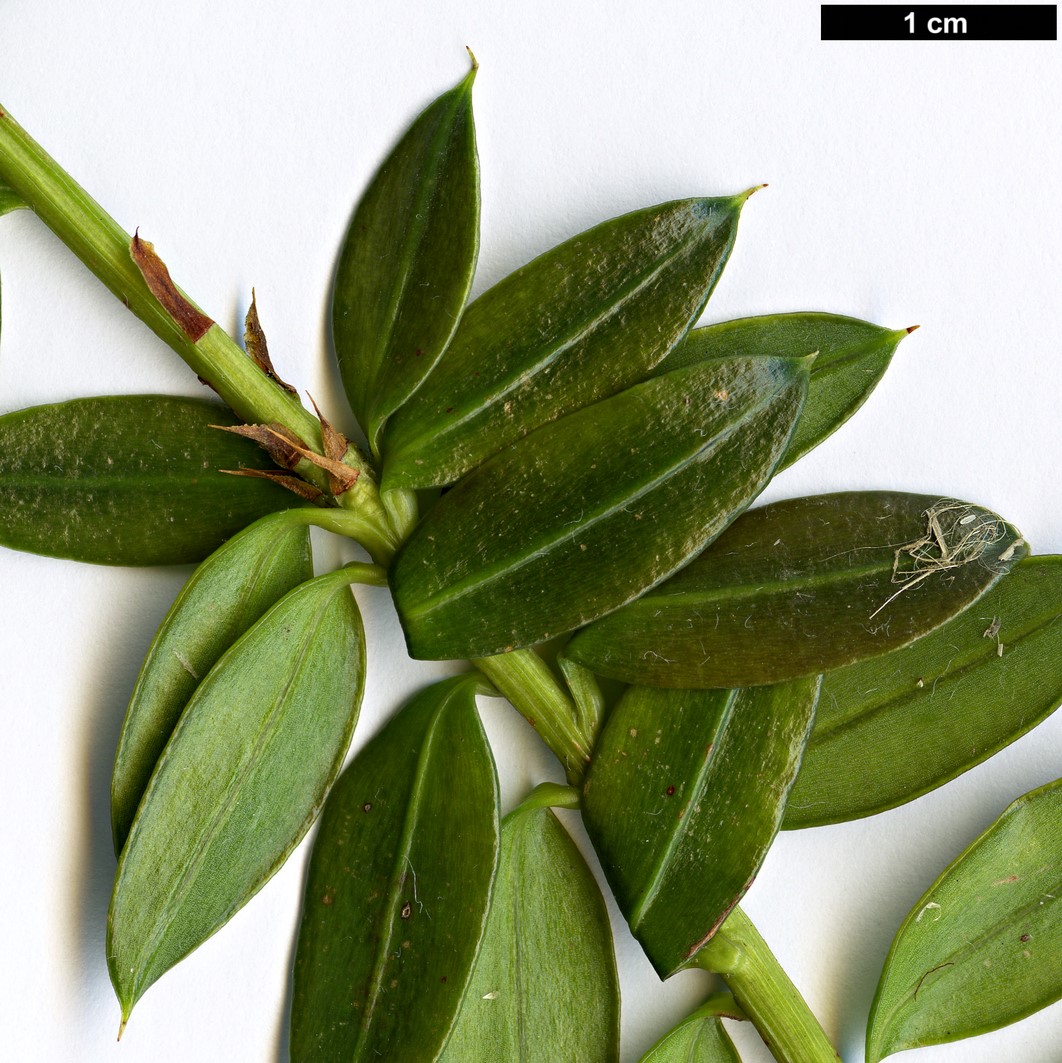 High resolution image: Family: Podocarpaceae - Genus: Podocarpus - Taxon: brassii