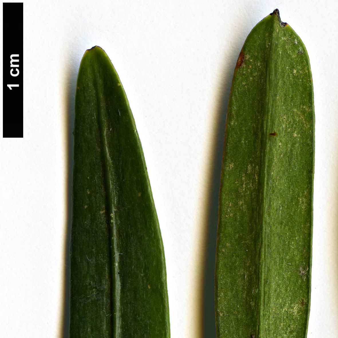 High resolution image: Family: Podocarpaceae - Genus: Podocarpus - Taxon: chingianus