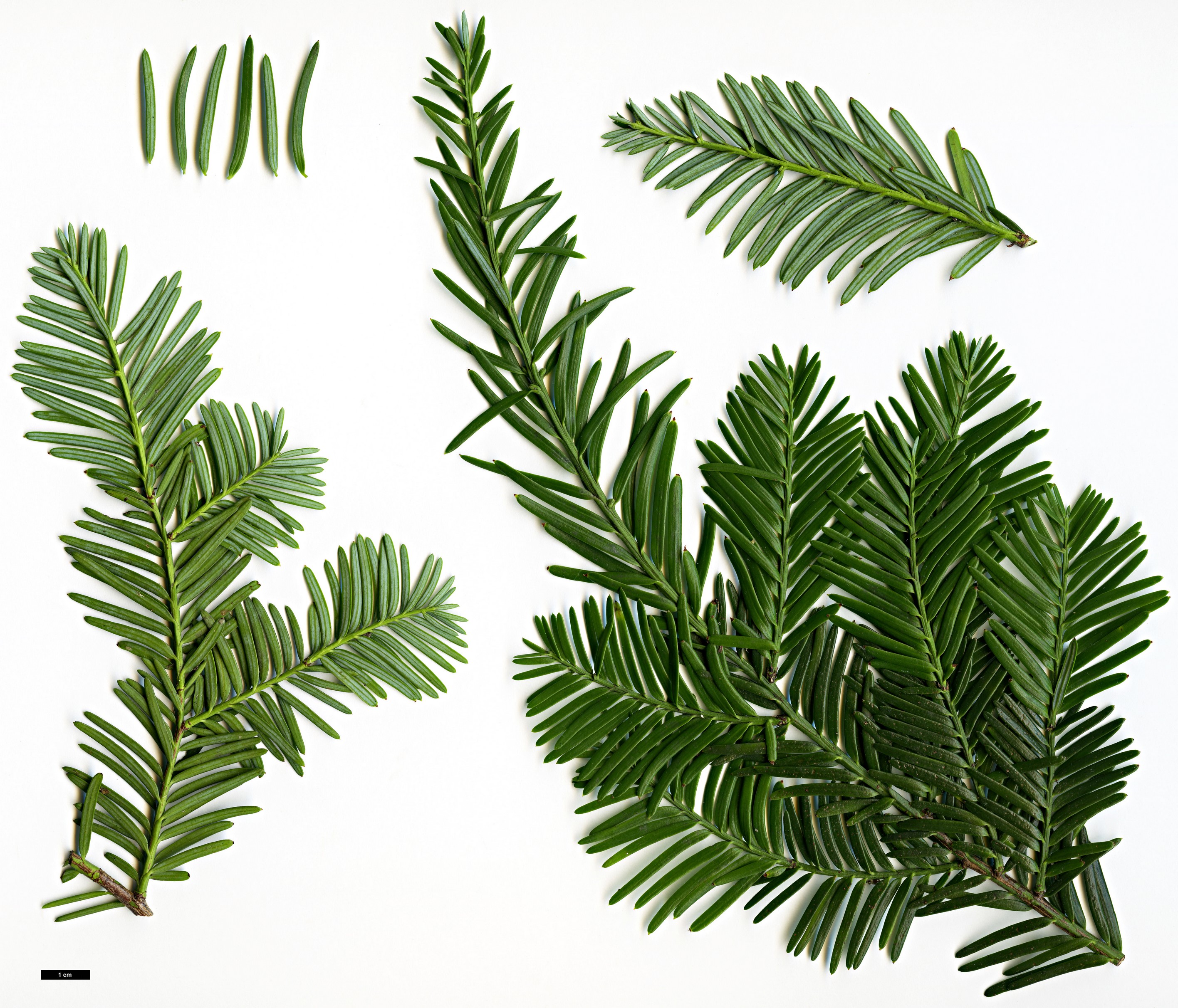 High resolution image: Family: Podocarpaceae - Genus: Podocarpus - Taxon: chingianus