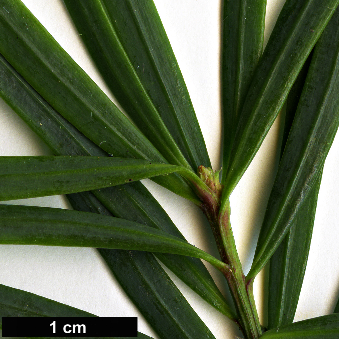 High resolution image: Family: Podocarpaceae - Genus: Podocarpus - Taxon: drouynianus