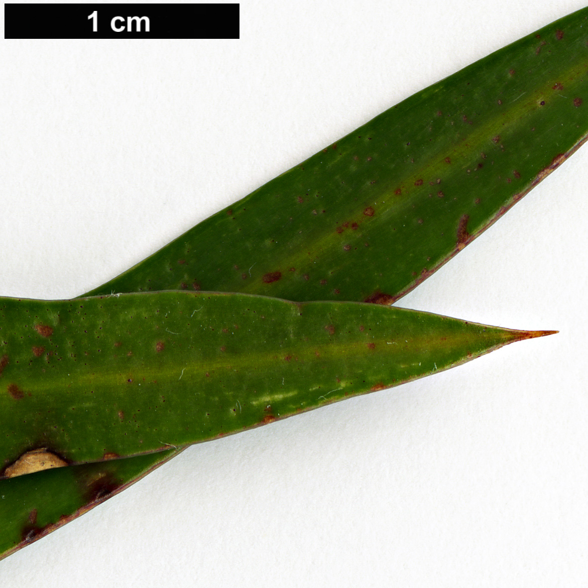 High resolution image: Family: Podocarpaceae - Genus: Podocarpus - Taxon: elatus