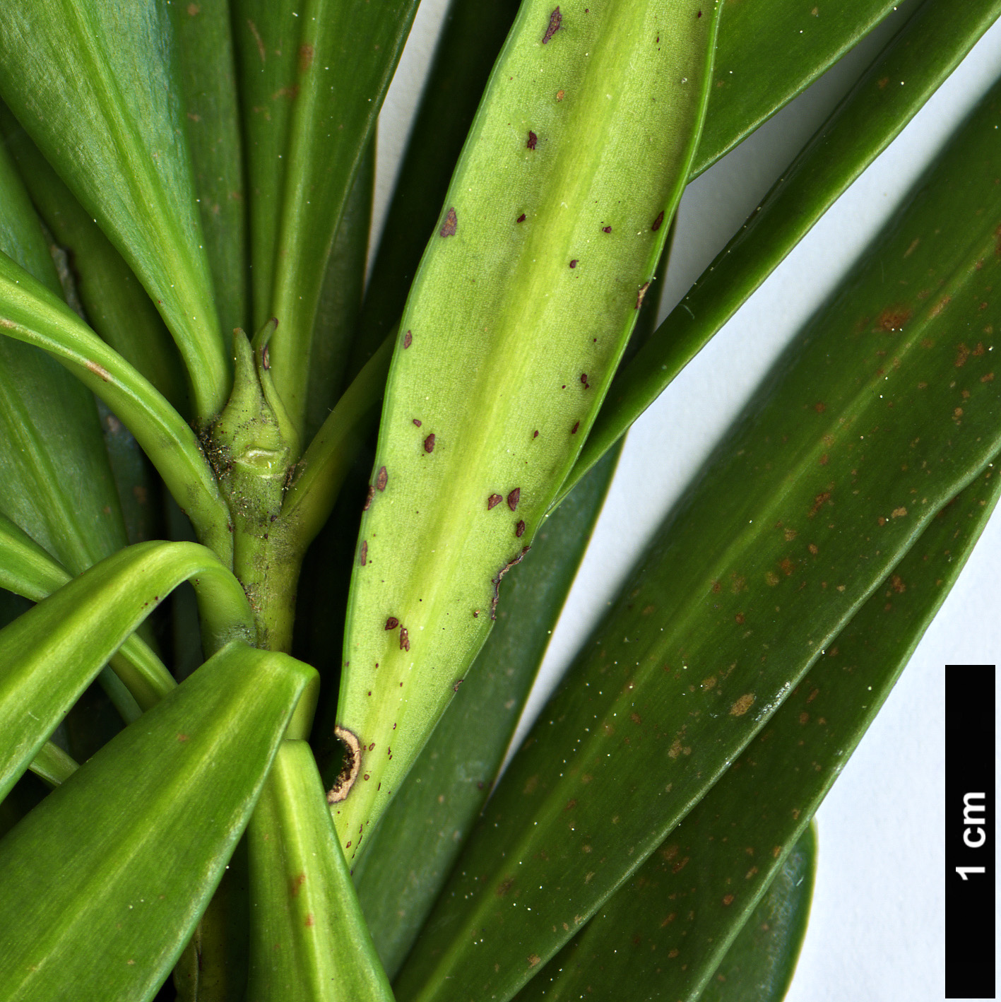 High resolution image: Family: Podocarpaceae - Genus: Podocarpus - Taxon: forrestii