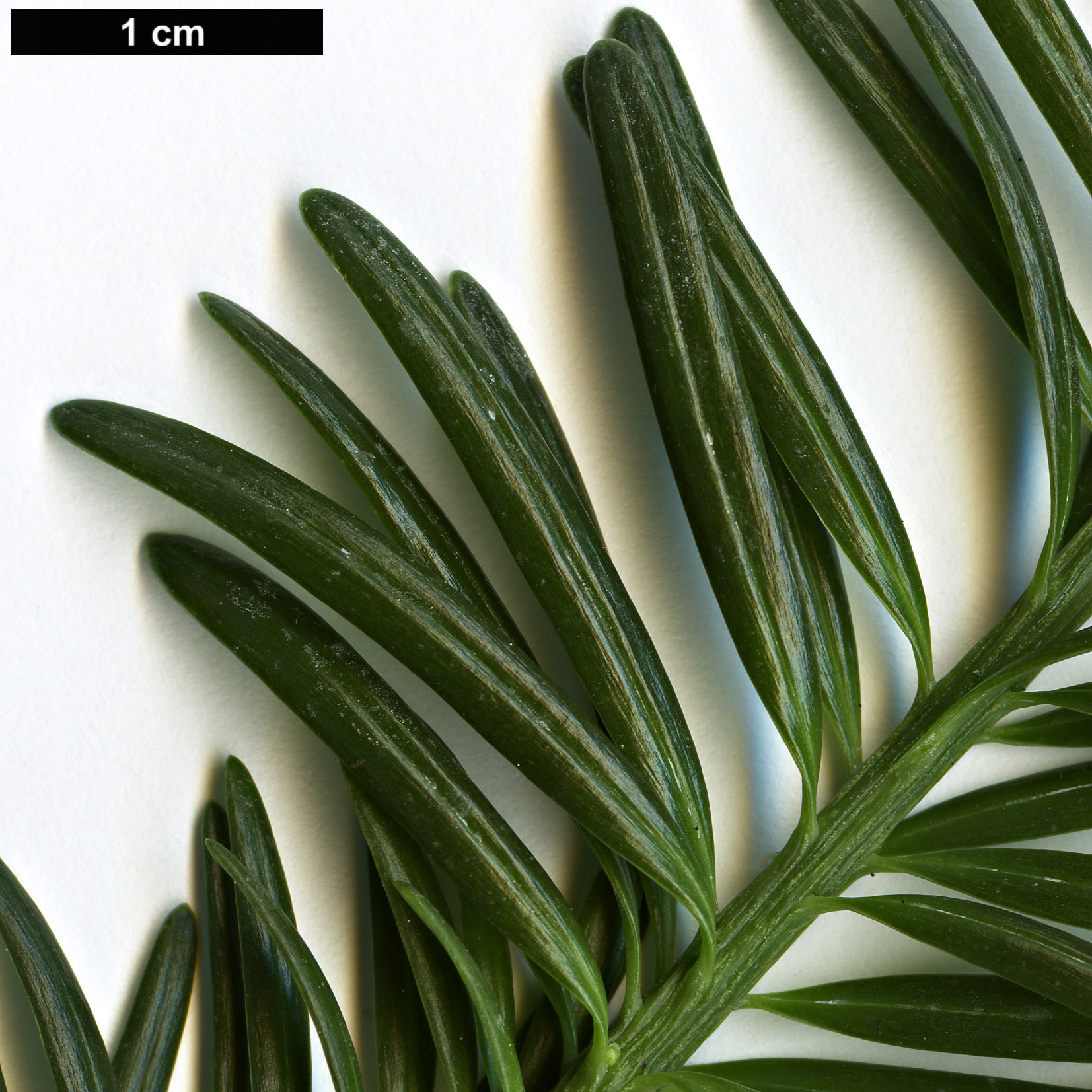 High resolution image: Family: Podocarpaceae - Genus: Podocarpus - Taxon: gnidioides