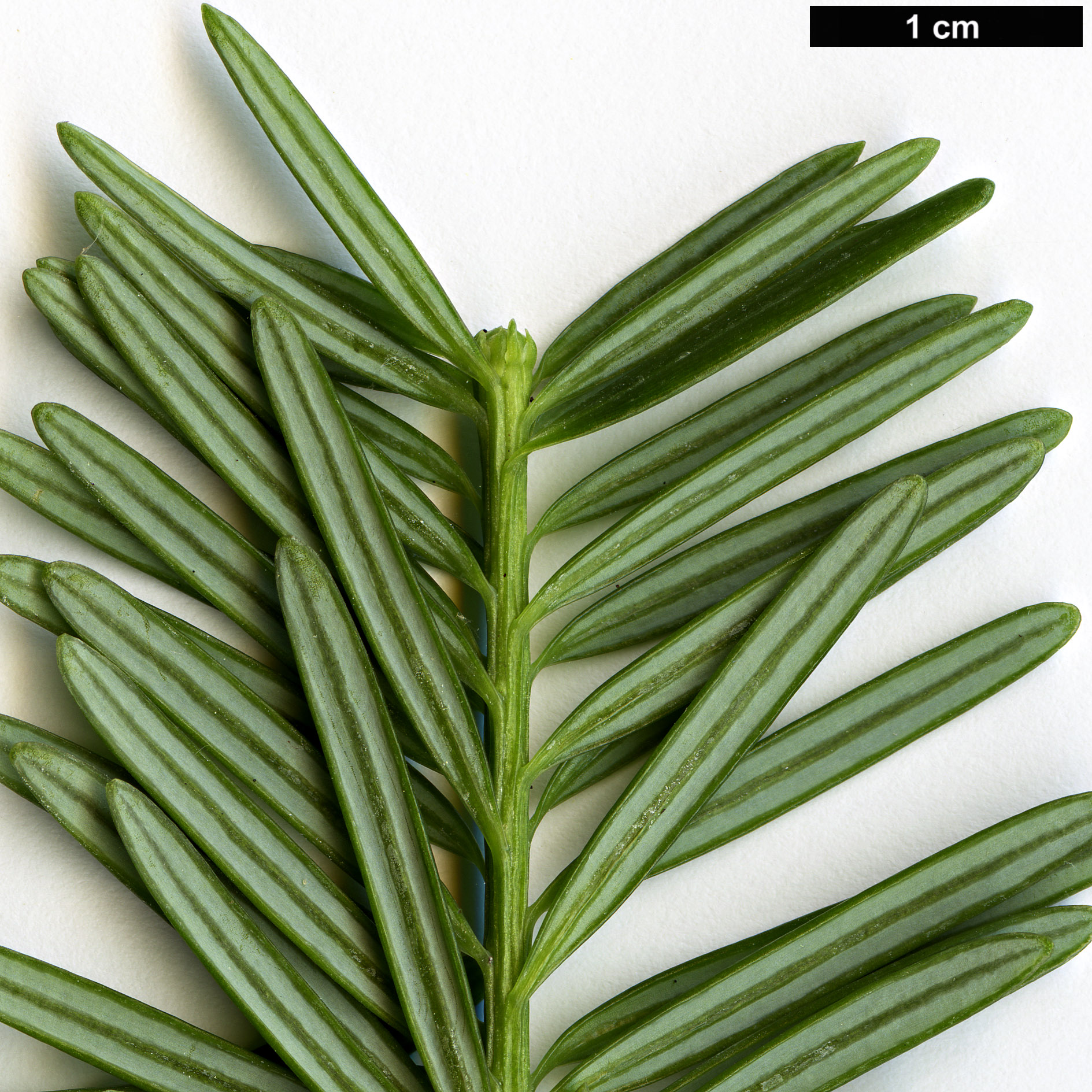 High resolution image: Family: Podocarpaceae - Genus: Podocarpus - Taxon: gnidioides