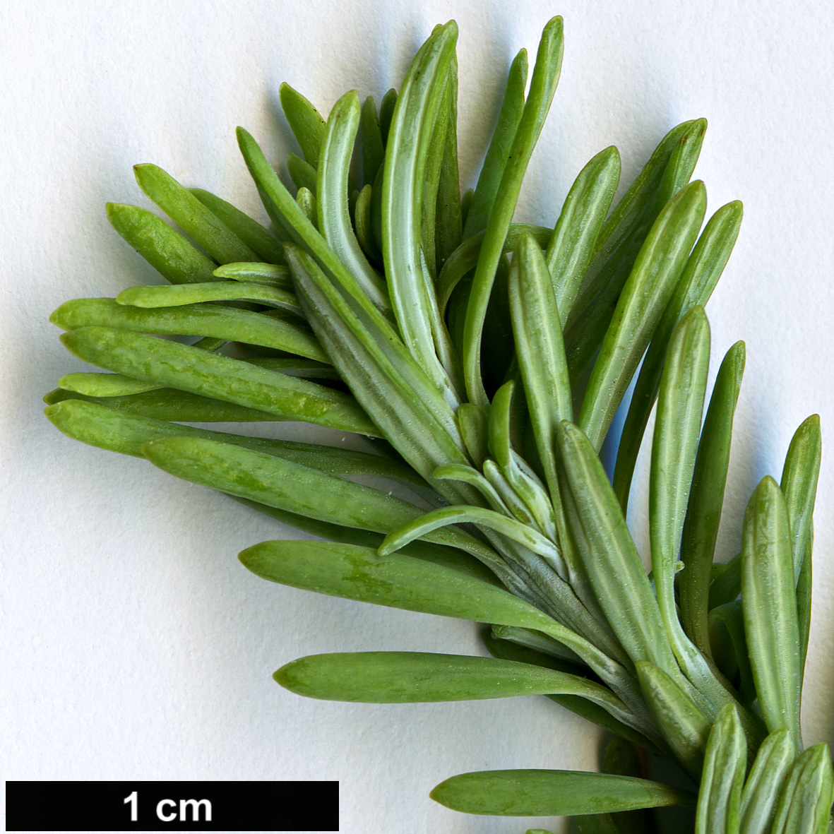High resolution image: Family: Podocarpaceae - Genus: Podocarpus - Taxon: gnidioides
