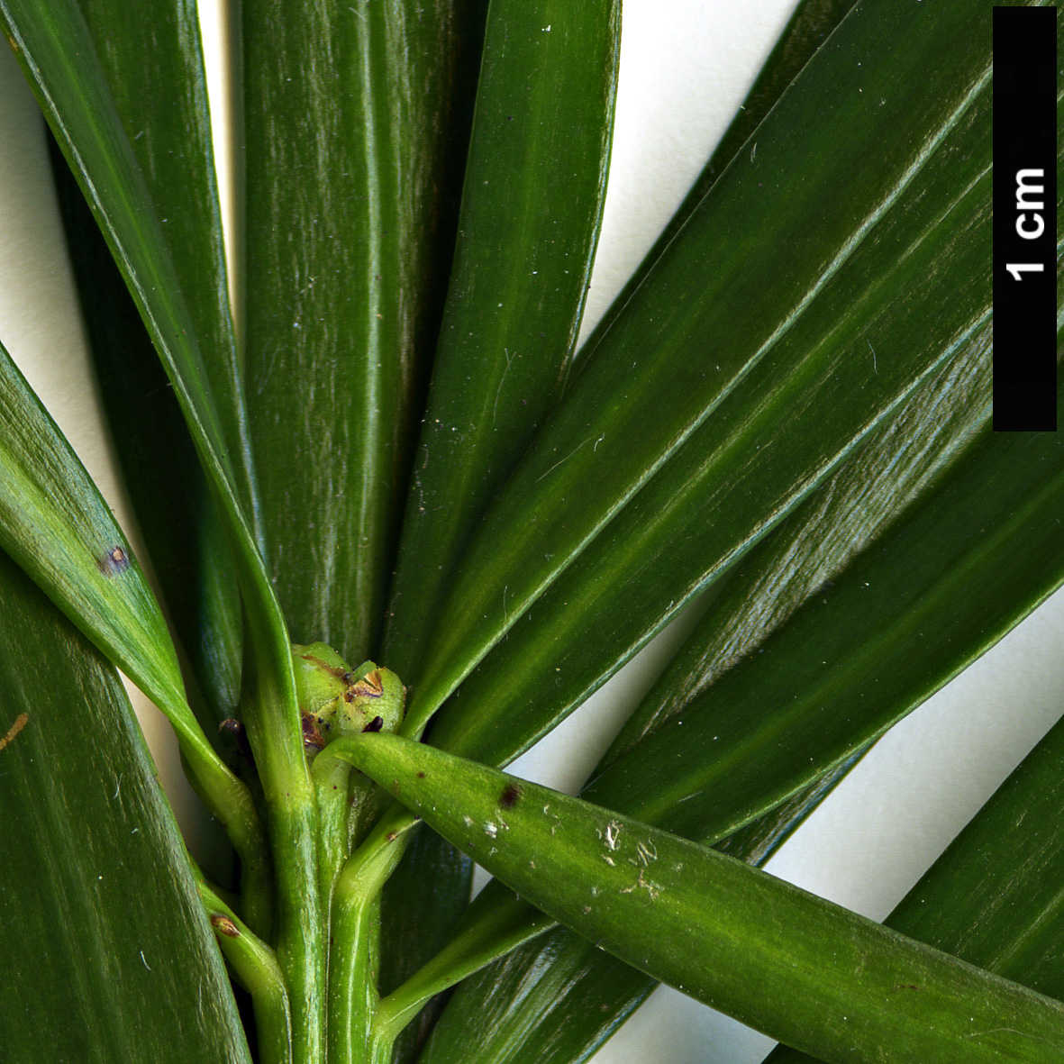 High resolution image: Family: Podocarpaceae - Genus: Podocarpus - Taxon: lambertii