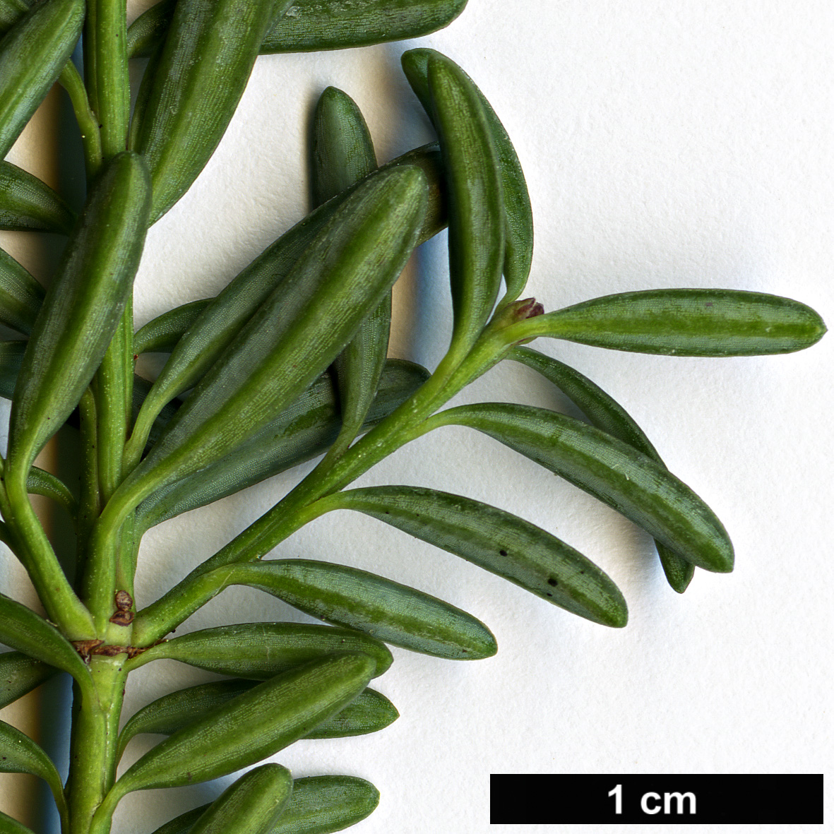 High resolution image: Family: Podocarpaceae - Genus: Podocarpus - Taxon: lawrencei