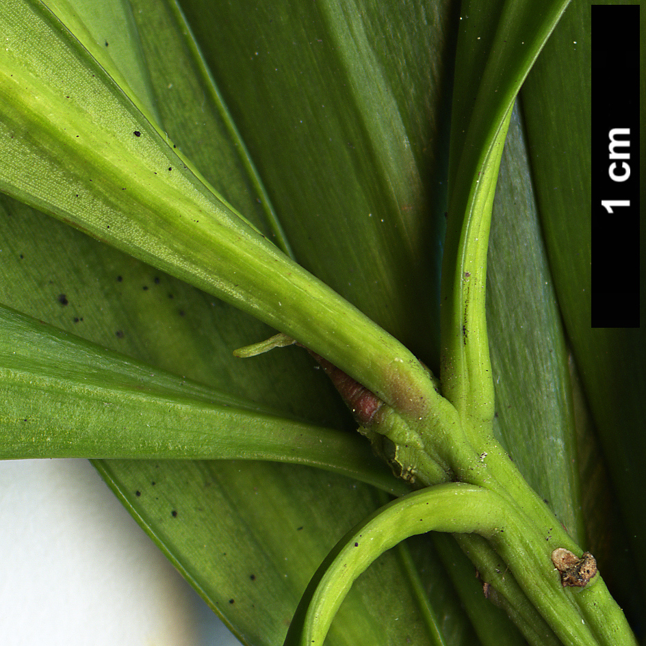 High resolution image: Family: Podocarpaceae - Genus: Podocarpus - Taxon: neriifolius