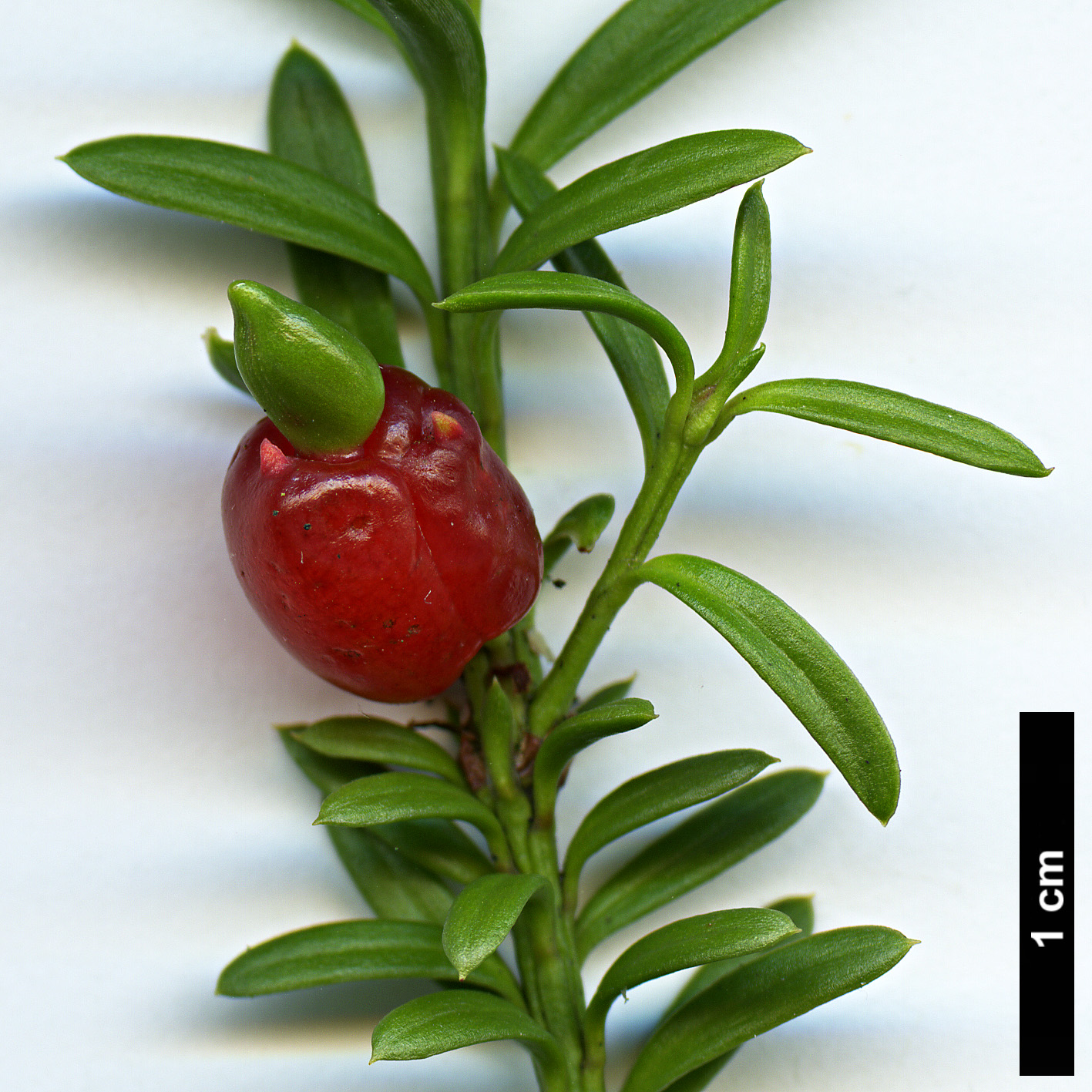 High resolution image: Family: Podocarpaceae - Genus: Podocarpus - Taxon: nivalis