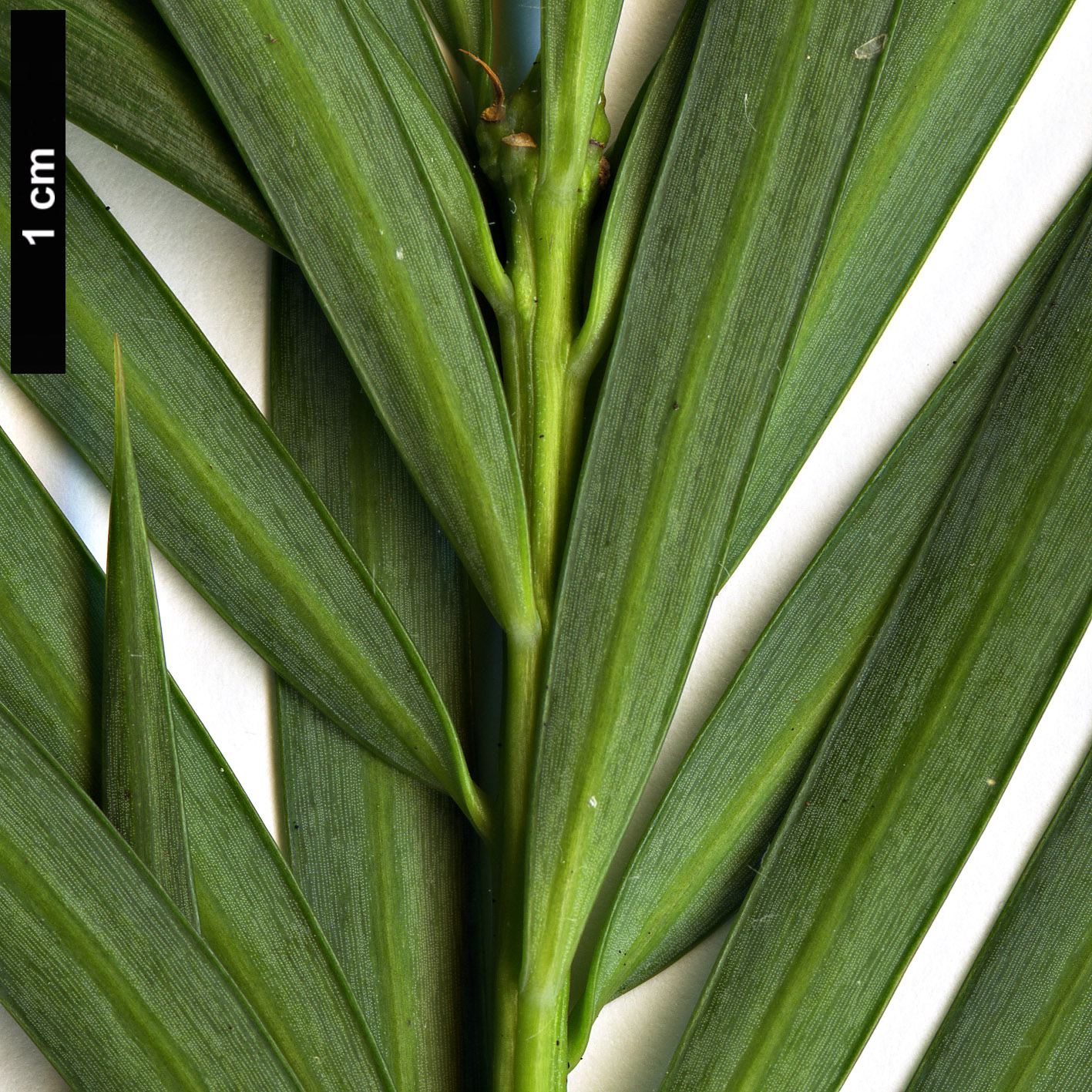 High resolution image: Family: Podocarpaceae - Genus: Podocarpus - Taxon: parlatorei