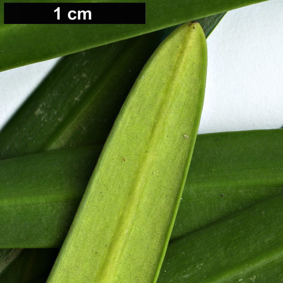 High resolution image: Family: Podocarpaceae - Genus: Podocarpus - Taxon: pilgeri