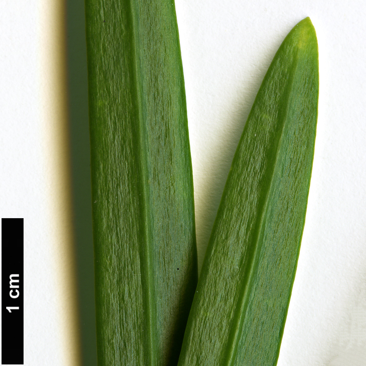 High resolution image: Family: Podocarpaceae - Genus: Podocarpus - Taxon: pilgeri