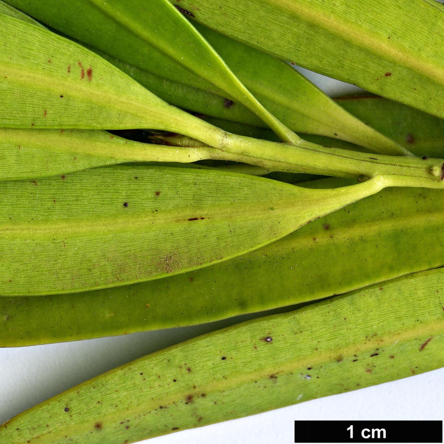 High resolution image: Family: Podocarpaceae - Genus: Podocarpus - Taxon: polystachyus