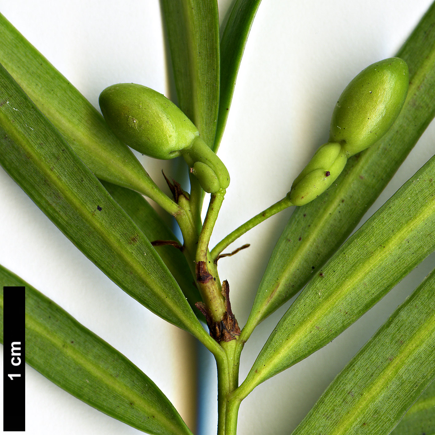 High resolution image: Family: Podocarpaceae - Genus: Podocarpus - Taxon: salignus