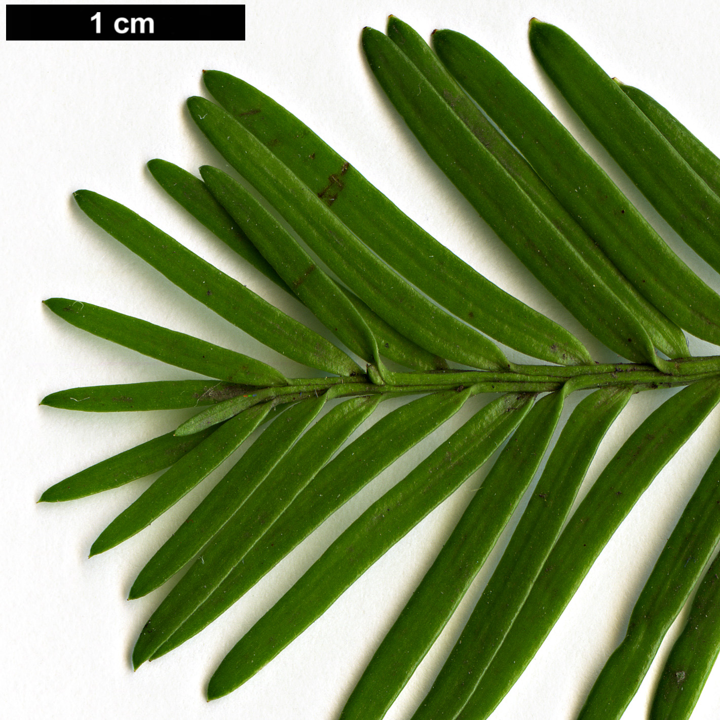 High resolution image: Family: Podocarpaceae - Genus: Prumnopitys - Taxon: andina