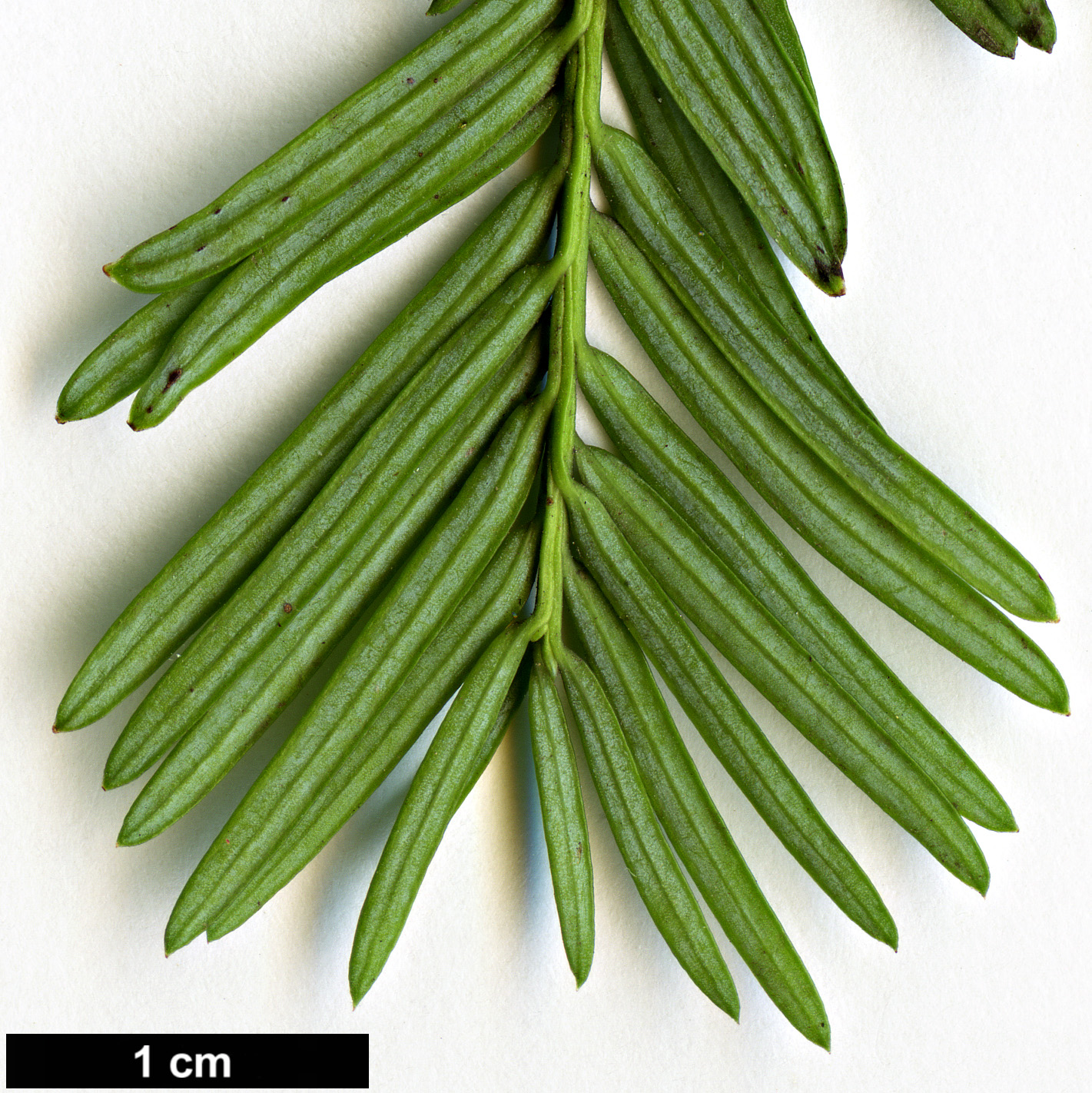 High resolution image: Family: Podocarpaceae - Genus: Prumnopitys - Taxon: andina