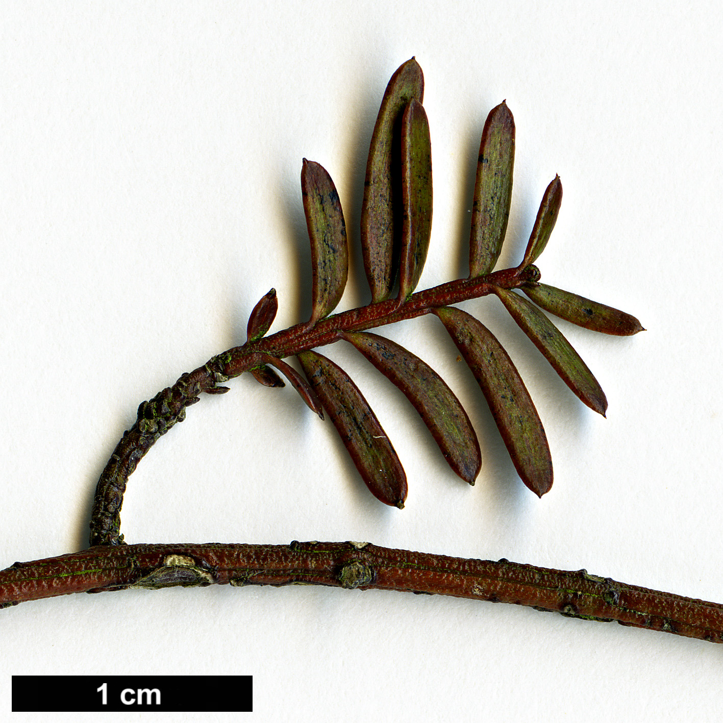 High resolution image: Family: Podocarpaceae - Genus: Prumnopitys - Taxon: taxifolia