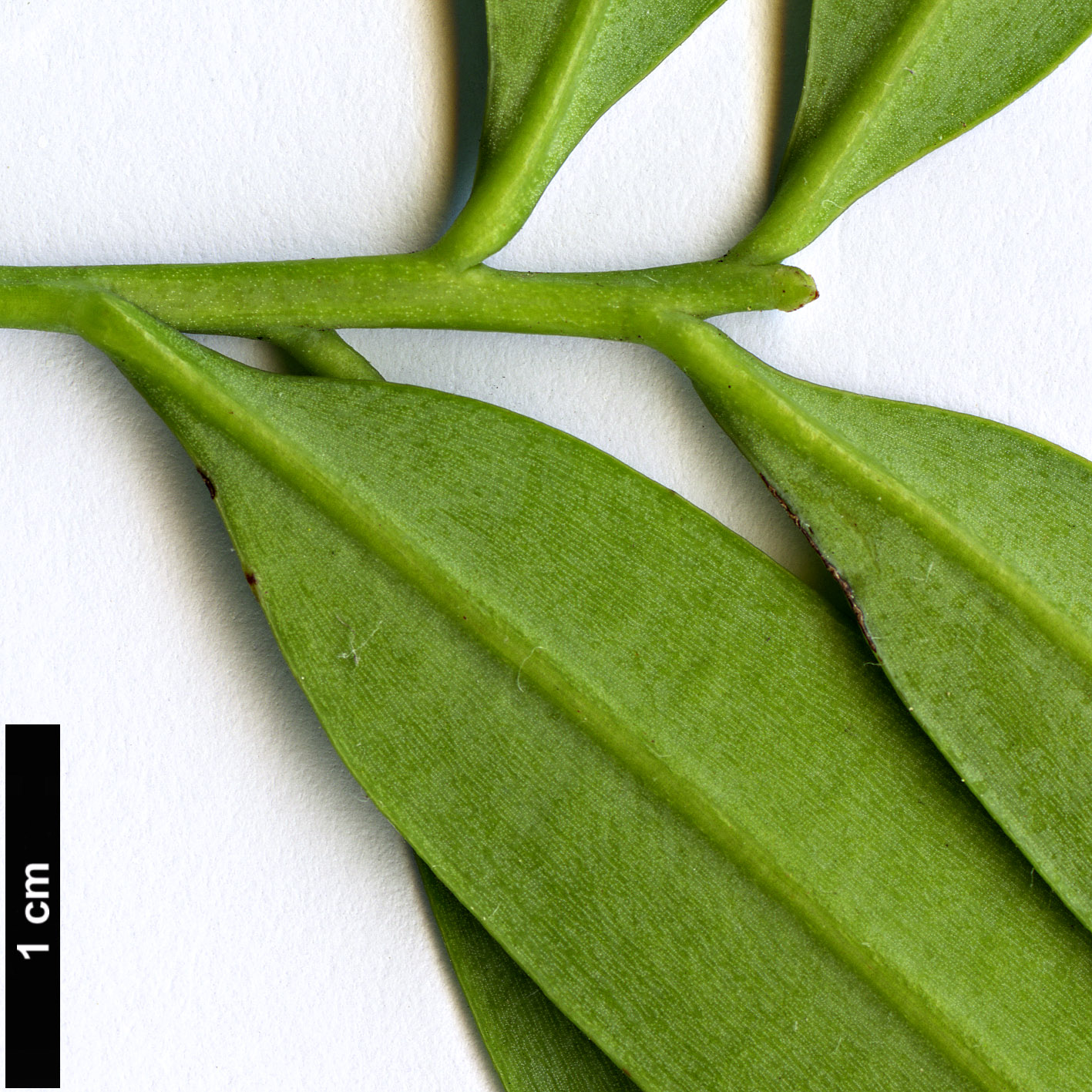 High resolution image: Family: Podocarpaceae - Genus: Sundacarpus - Taxon: amarus