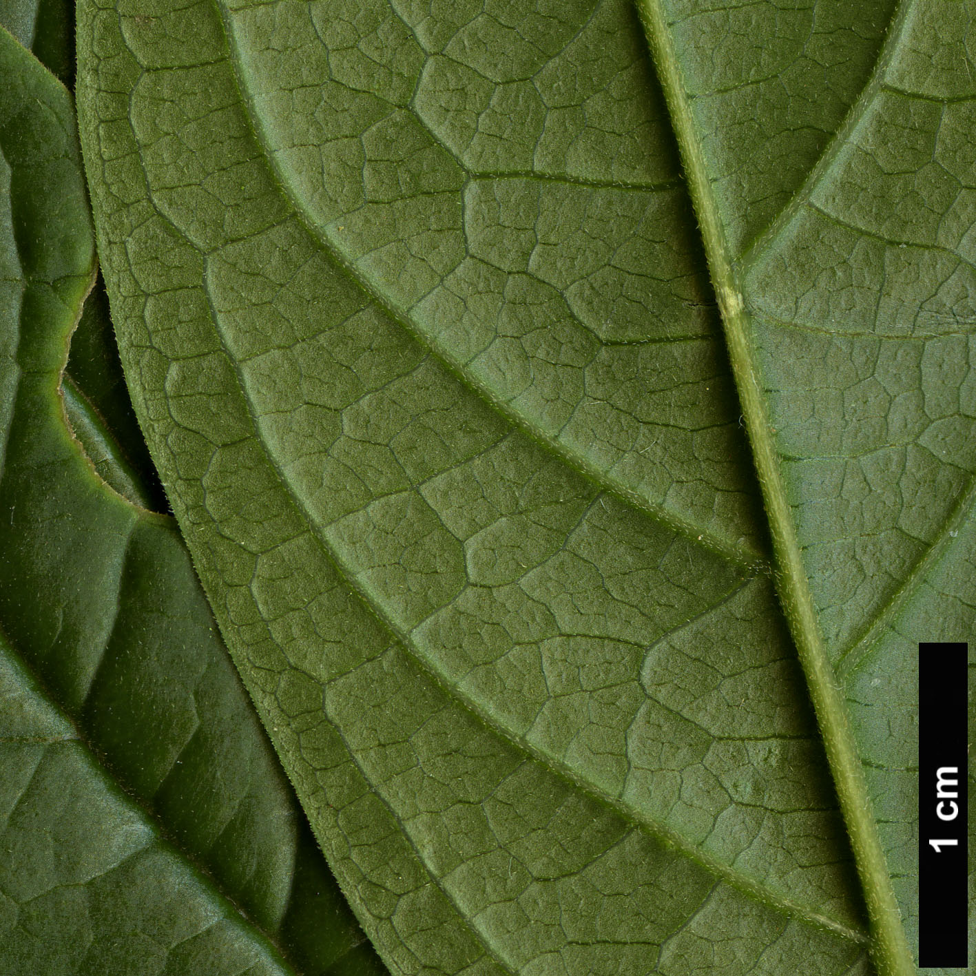 High resolution image: Family: Polygalaceae - Genus: Polygala - Taxon: arillata