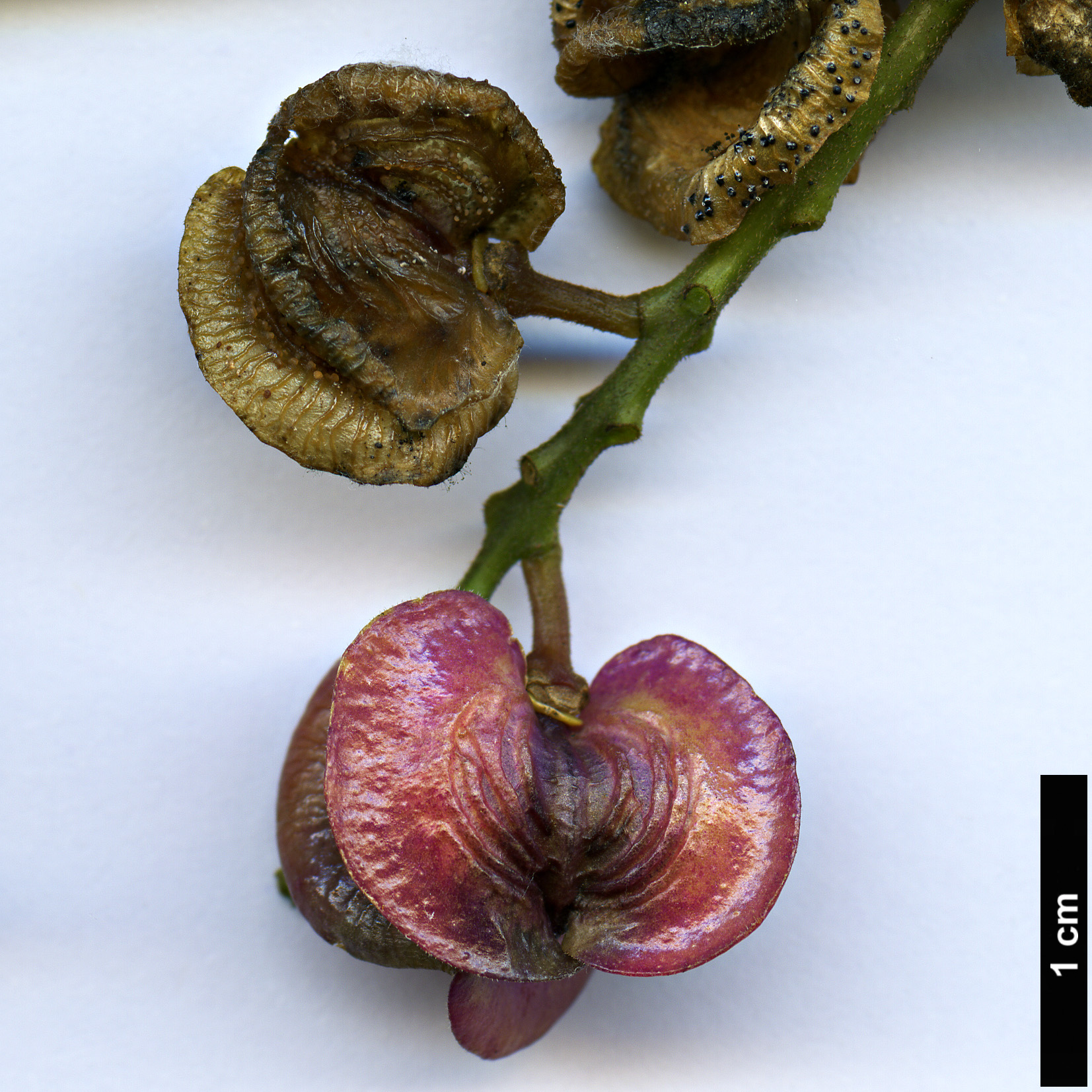 High resolution image: Family: Polygalaceae - Genus: Polygala - Taxon: arillata