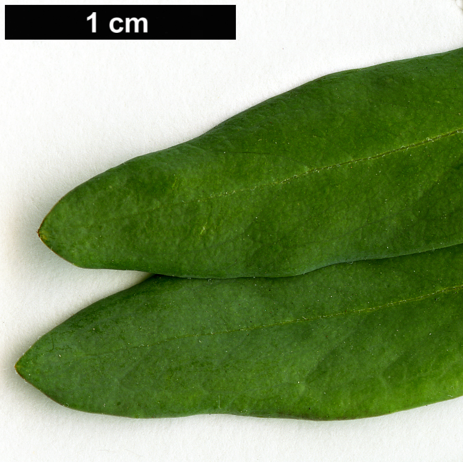 High resolution image: Family: Polygalaceae - Genus: Polygala - Taxon: myrtifolia