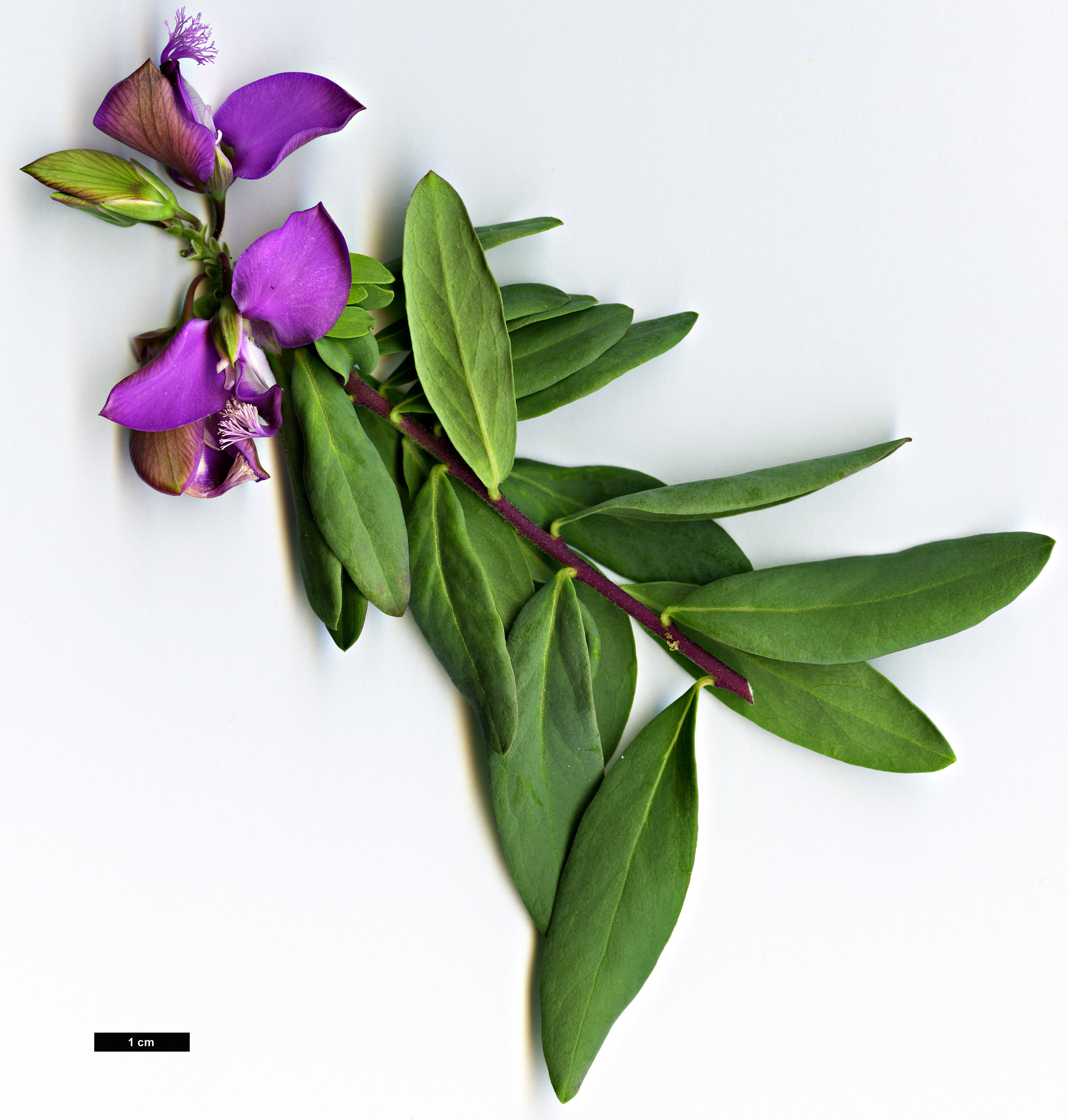 High resolution image: Family: Polygalaceae - Genus: Polygala - Taxon: myrtifolia