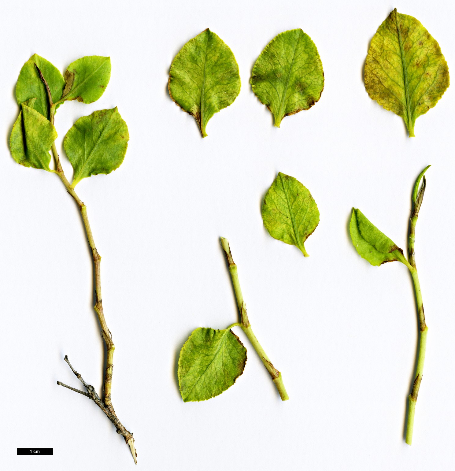 High resolution image: Family: Polygonaceae - Genus: Atraphaxis - Taxon: caucasica