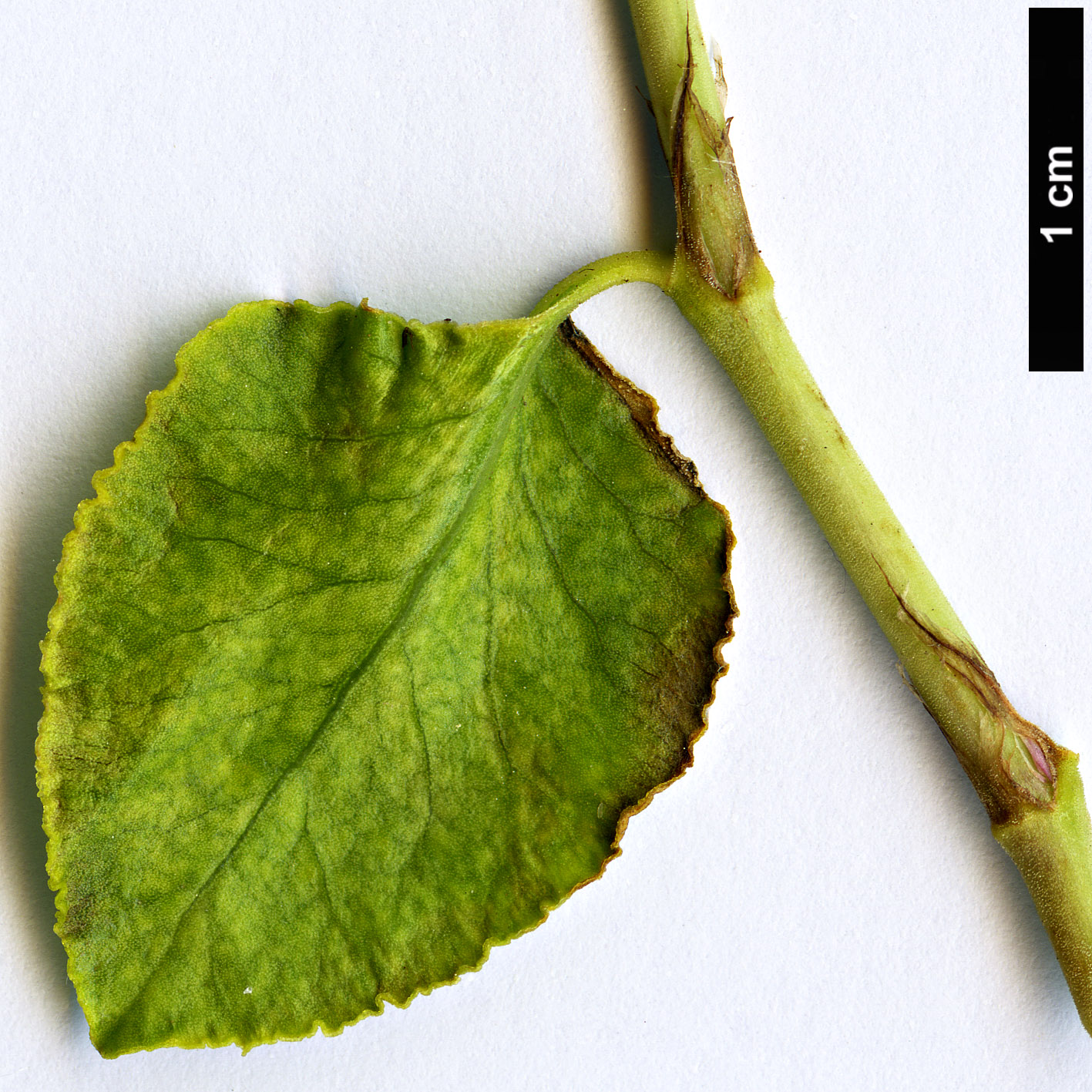 High resolution image: Family: Polygonaceae - Genus: Atraphaxis - Taxon: caucasica