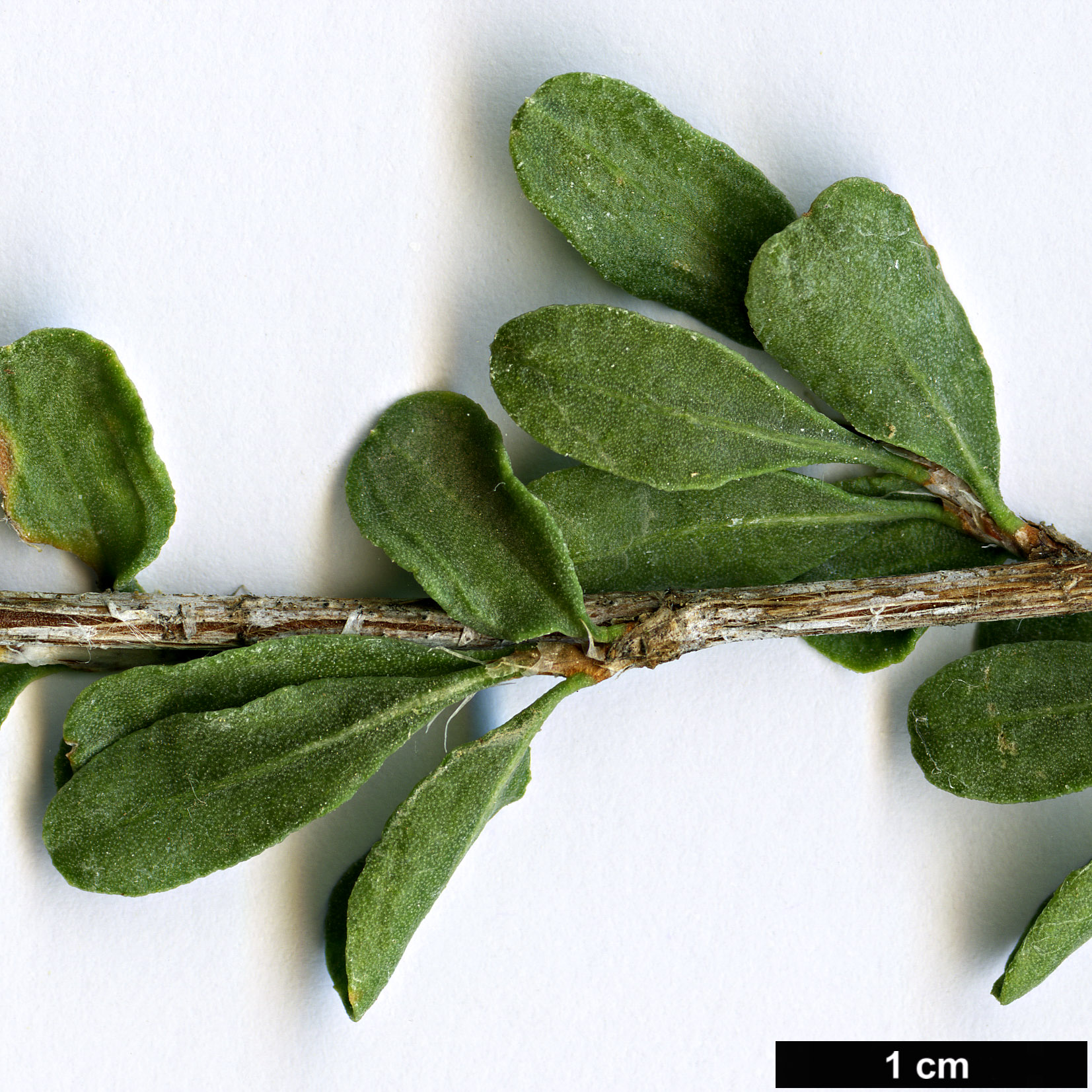 High resolution image: Family: Polygonaceae - Genus: Atraphaxis - Taxon: frutescens