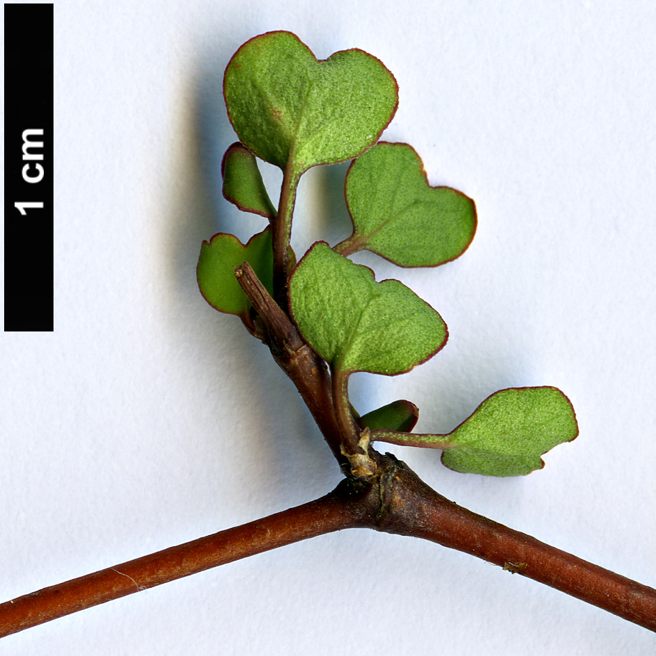 High resolution image: Family: Polygonaceae - Genus: Muehlenbeckia - Taxon: astonii