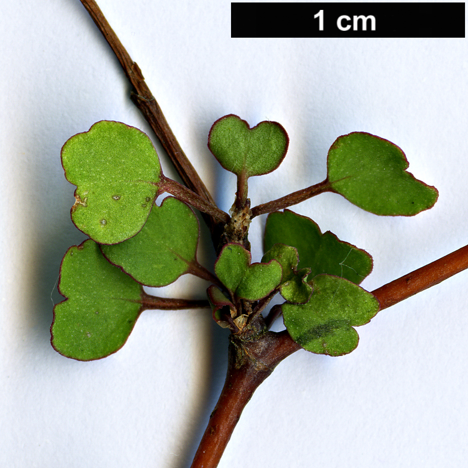 High resolution image: Family: Polygonaceae - Genus: Muehlenbeckia - Taxon: astonii
