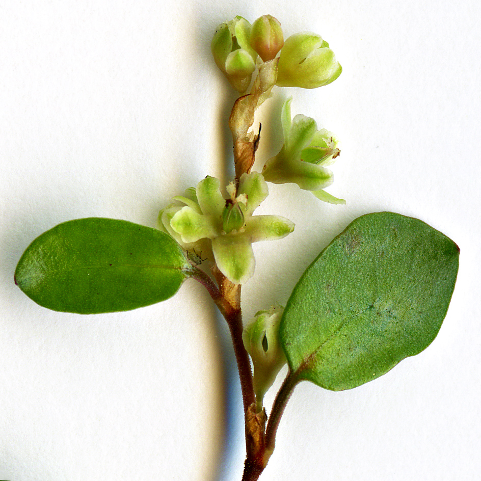 High resolution image: Family: Polygonaceae - Genus: Muehlenbeckia - Taxon: complexa