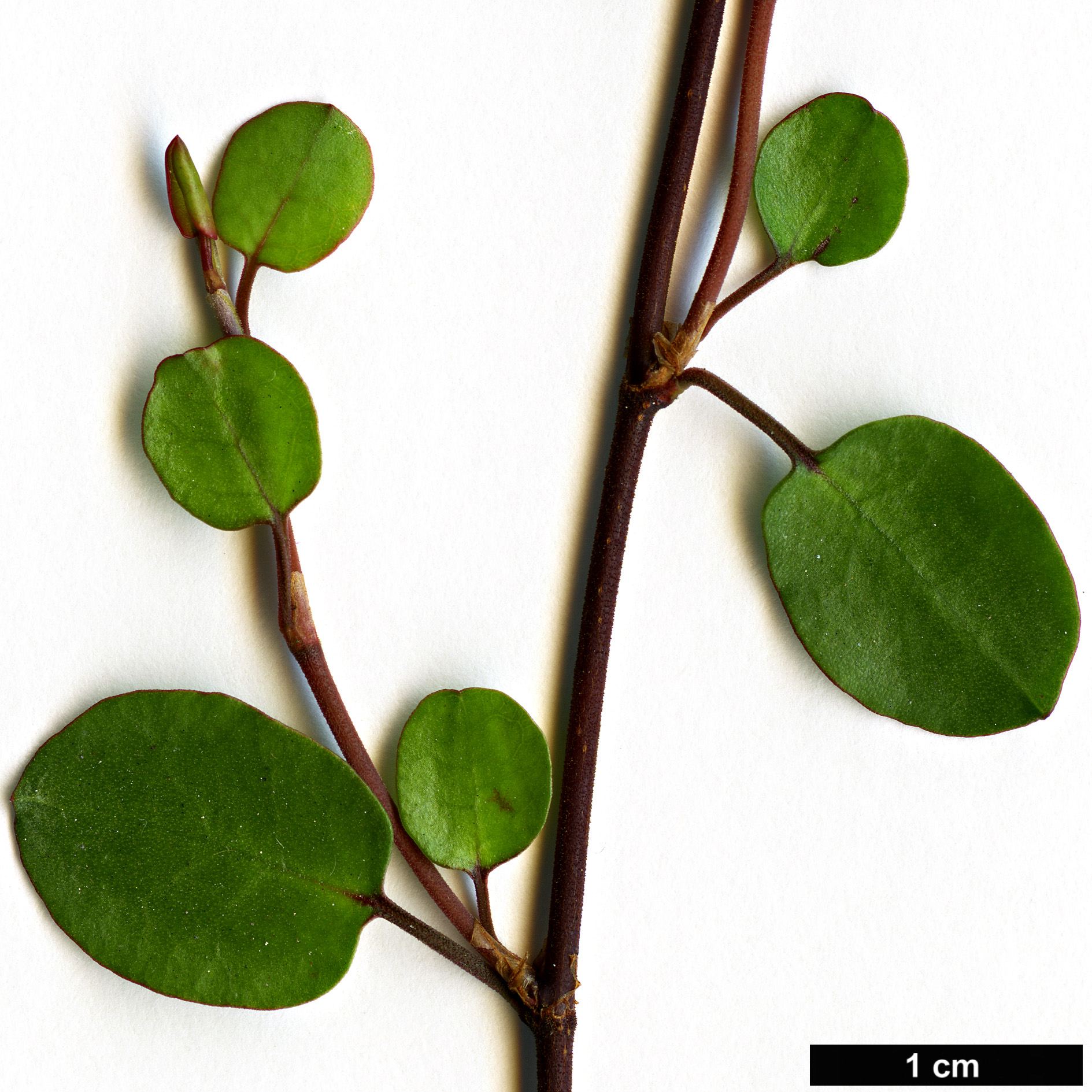 High resolution image: Family: Polygonaceae - Genus: Muehlenbeckia - Taxon: complexa