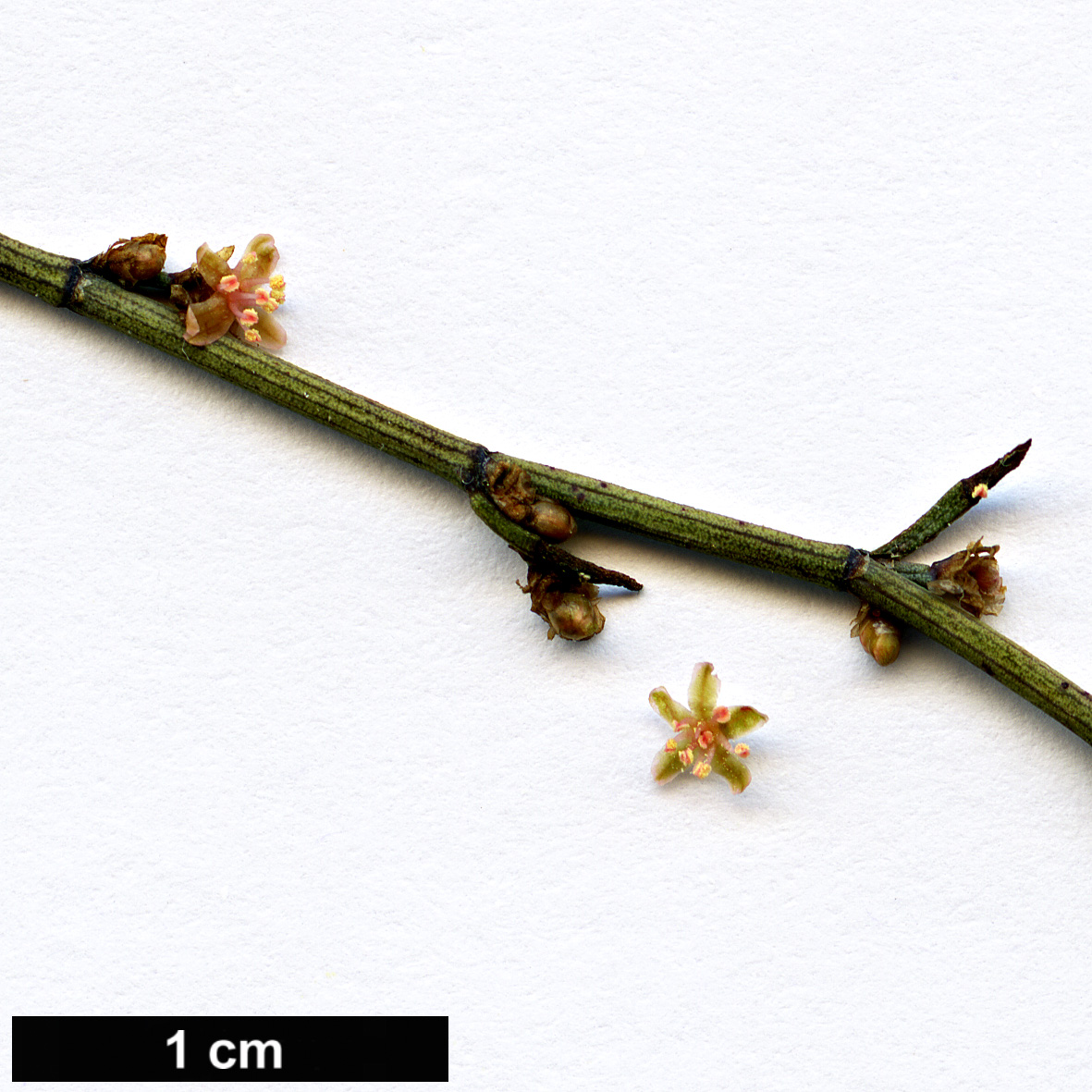 High resolution image: Family: Polygonaceae - Genus: Muehlenbeckia - Taxon: ephedroides