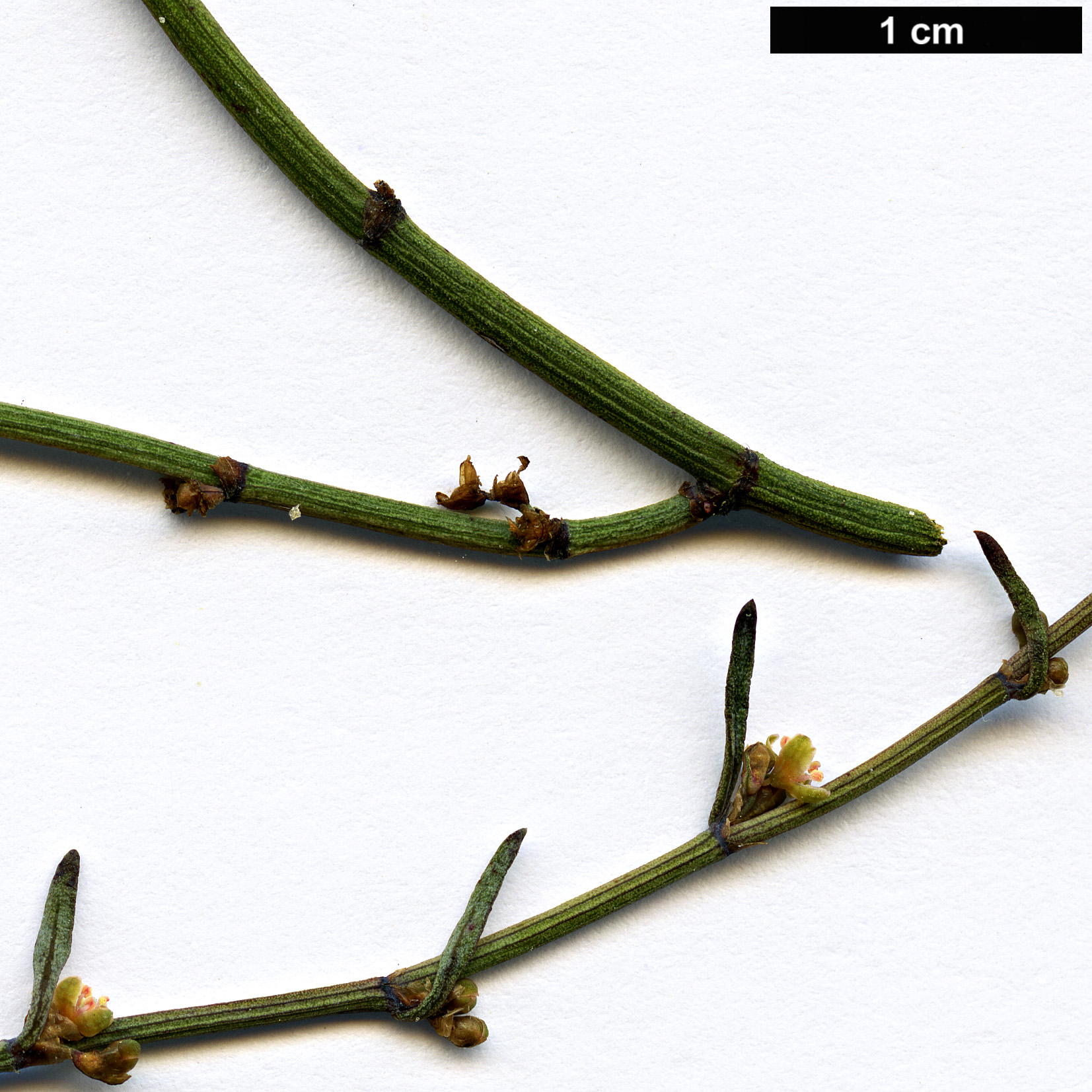 High resolution image: Family: Polygonaceae - Genus: Muehlenbeckia - Taxon: ephedroides