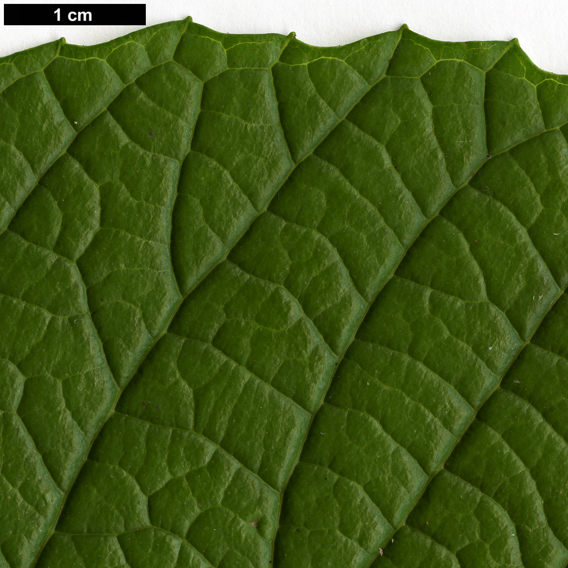 High resolution image: Family: Primulaceae - Genus: Maesa - Taxon: rugosa