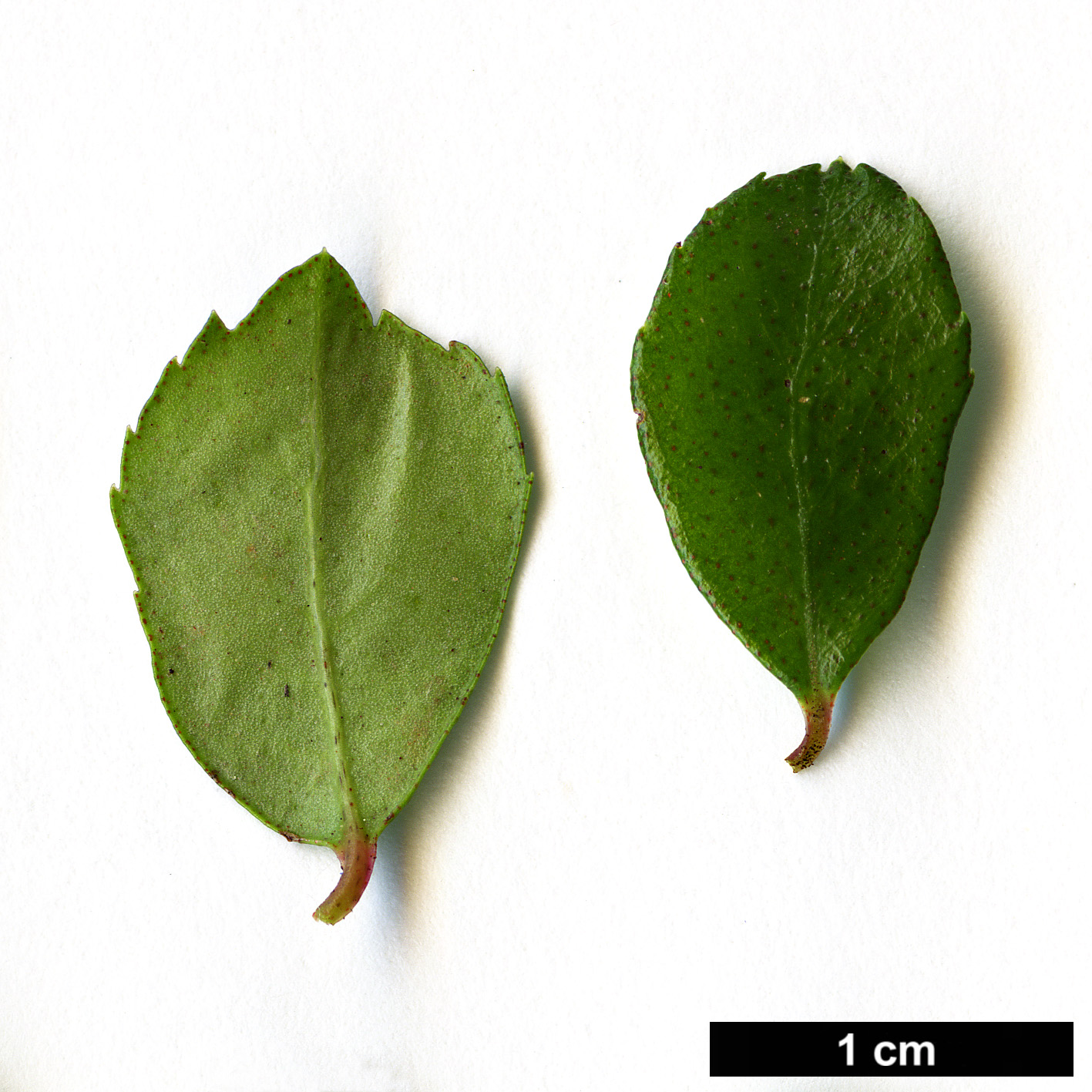High resolution image: Family: Primulaceae - Genus: Myrsine - Taxon: africana