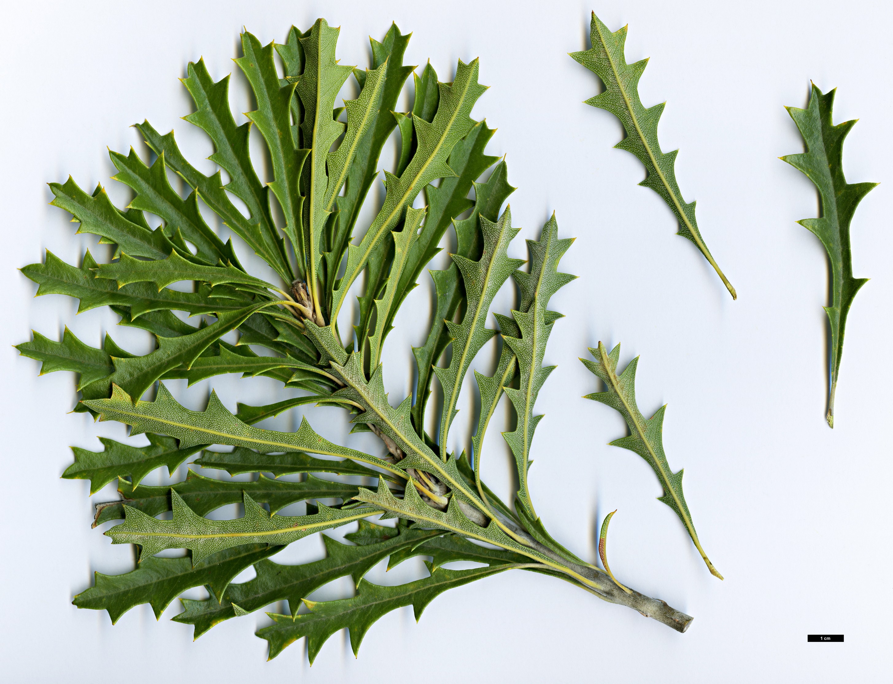 High resolution image: Family: Proteaceae - Genus: Banksia - Taxon: aculeata